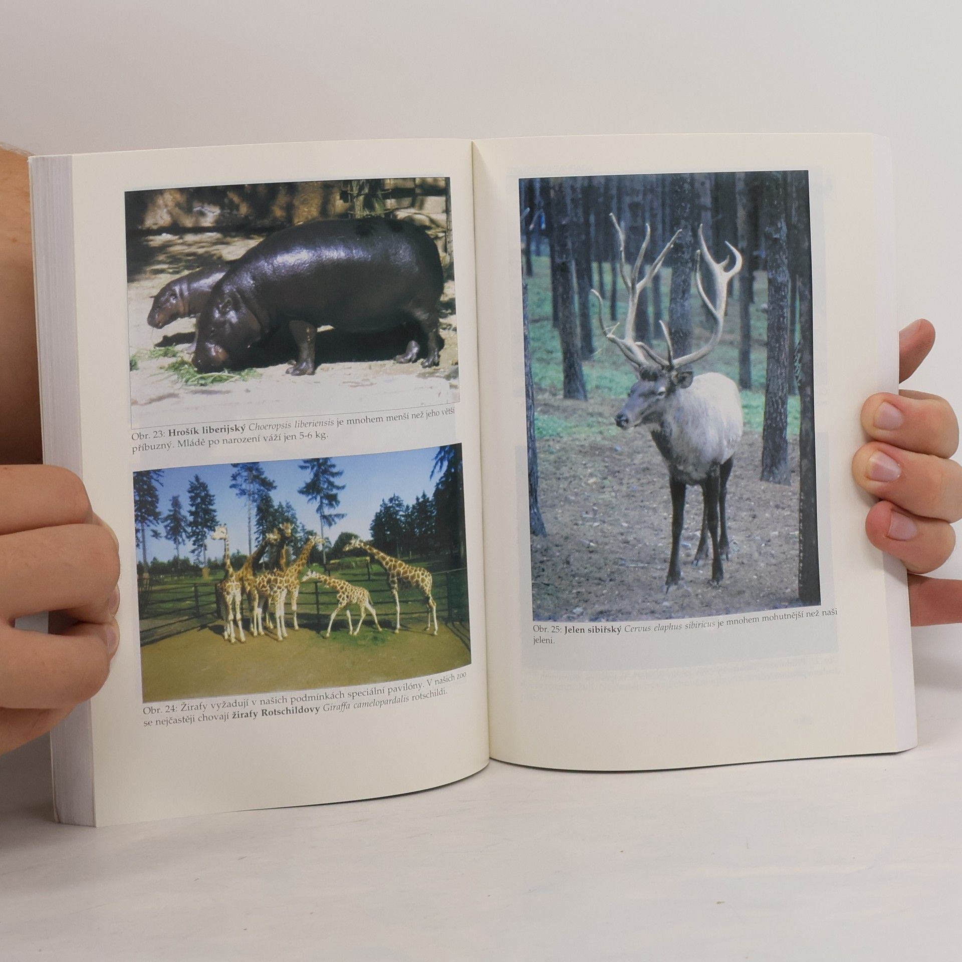 Milan Kořínek Zoologická zahrada