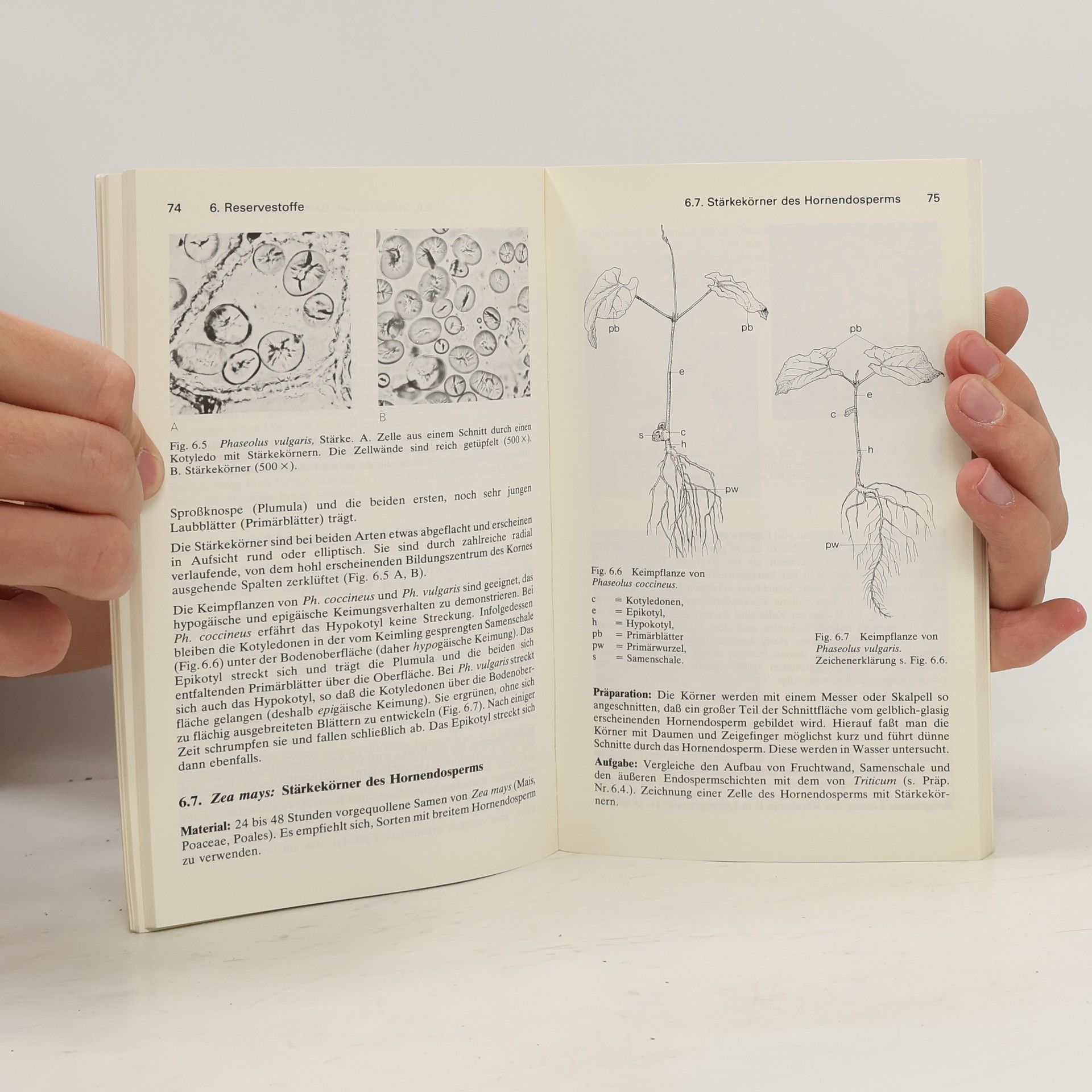 Wilhelm Nultsch Mikroskopisch-botanisches Praktikum für Anfänger