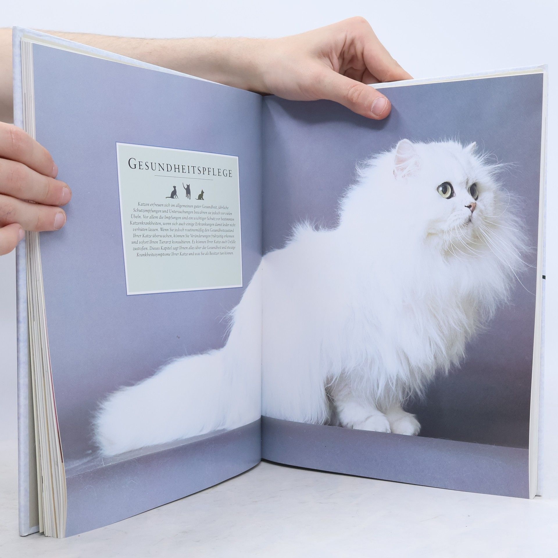 Paddy Cutts Dumont's grosses Katzenbuch