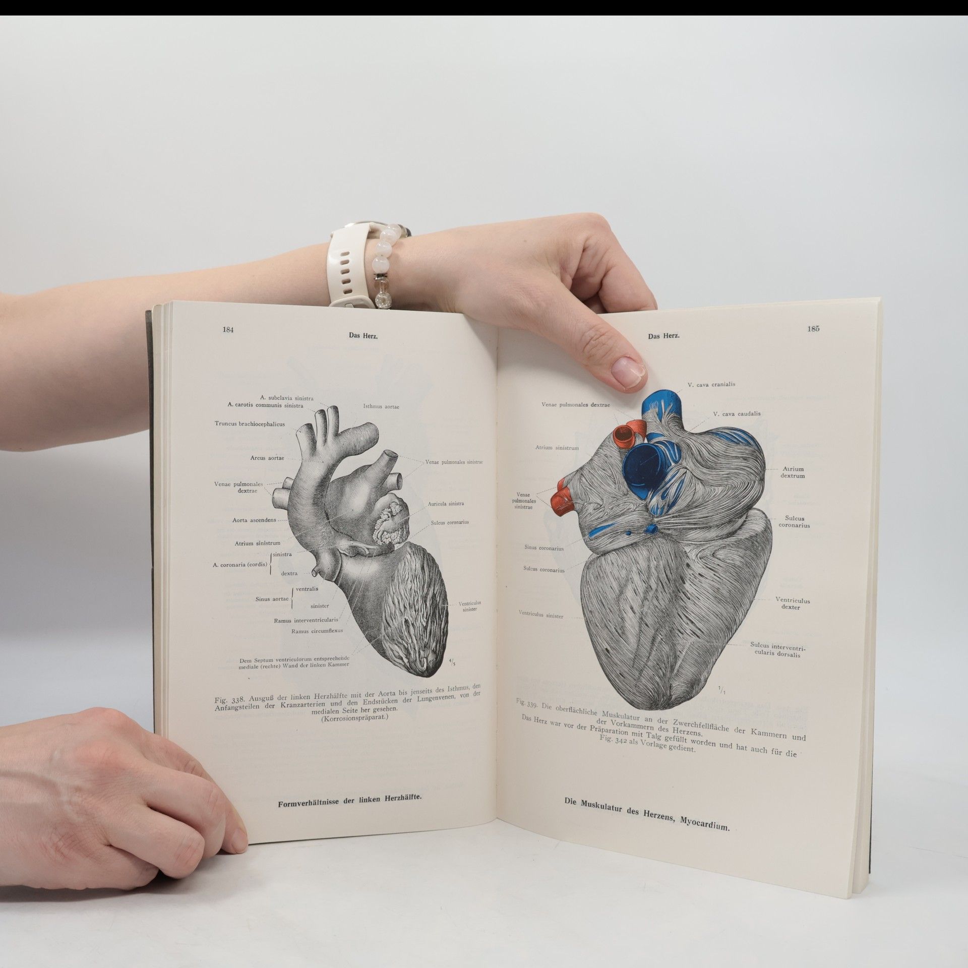 Toldt Hochstetter Toldts Anatomischer Atlas 2