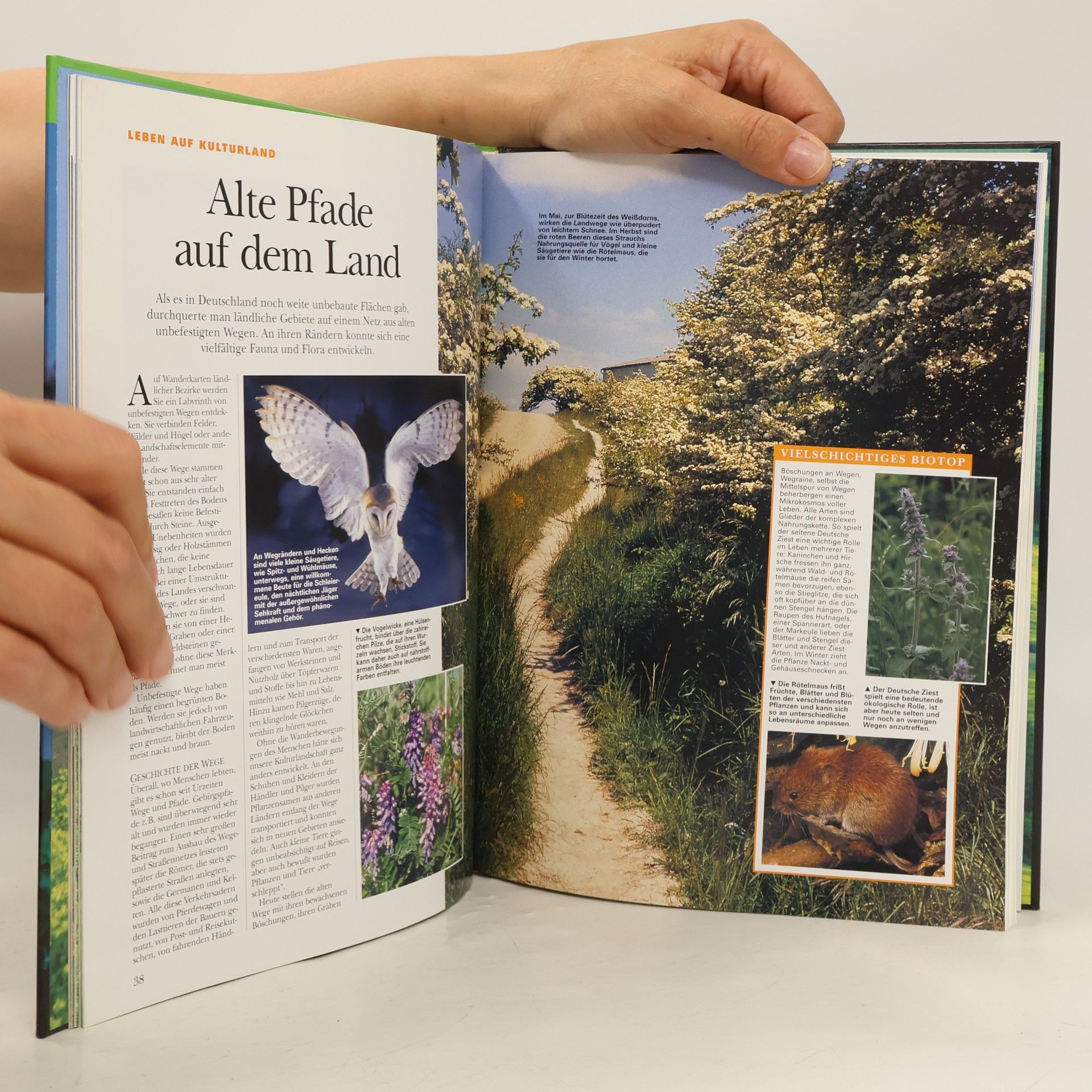 Regine Watscheid Natur in Deutschland 5. Das Leben in Feld & Wiese