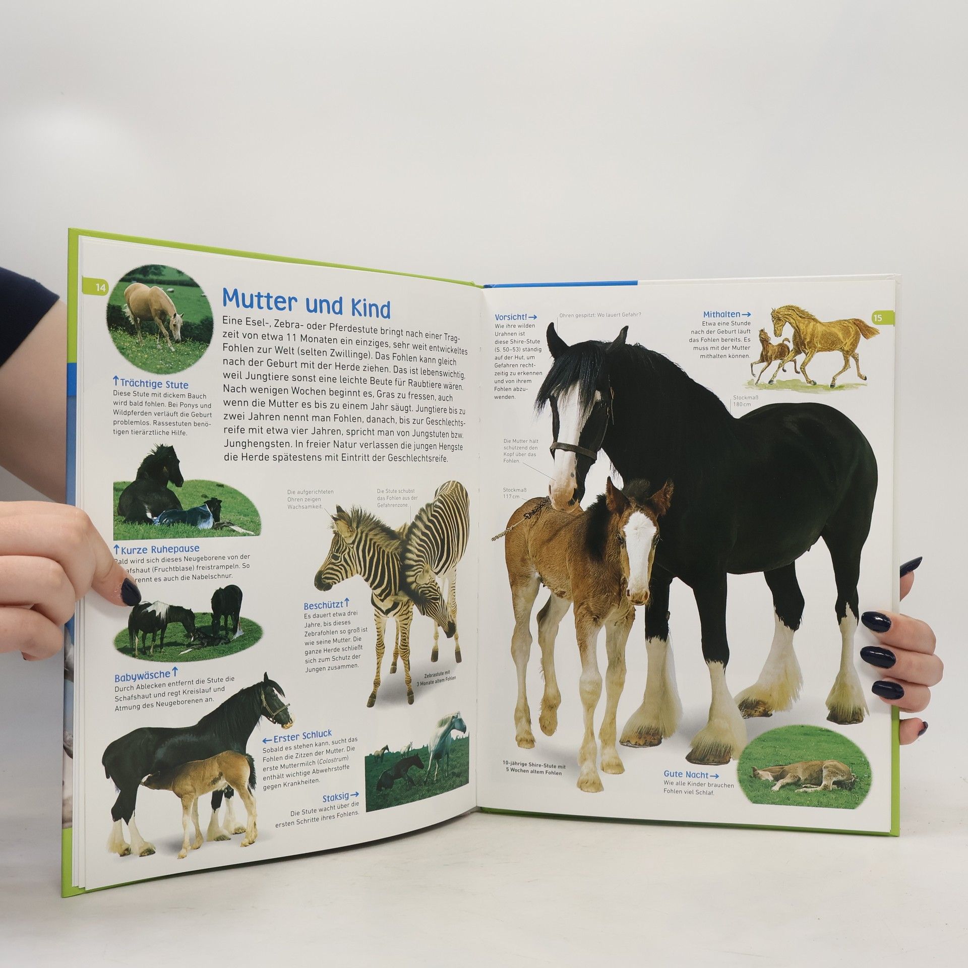Juliet Clutton-Brock Pferde