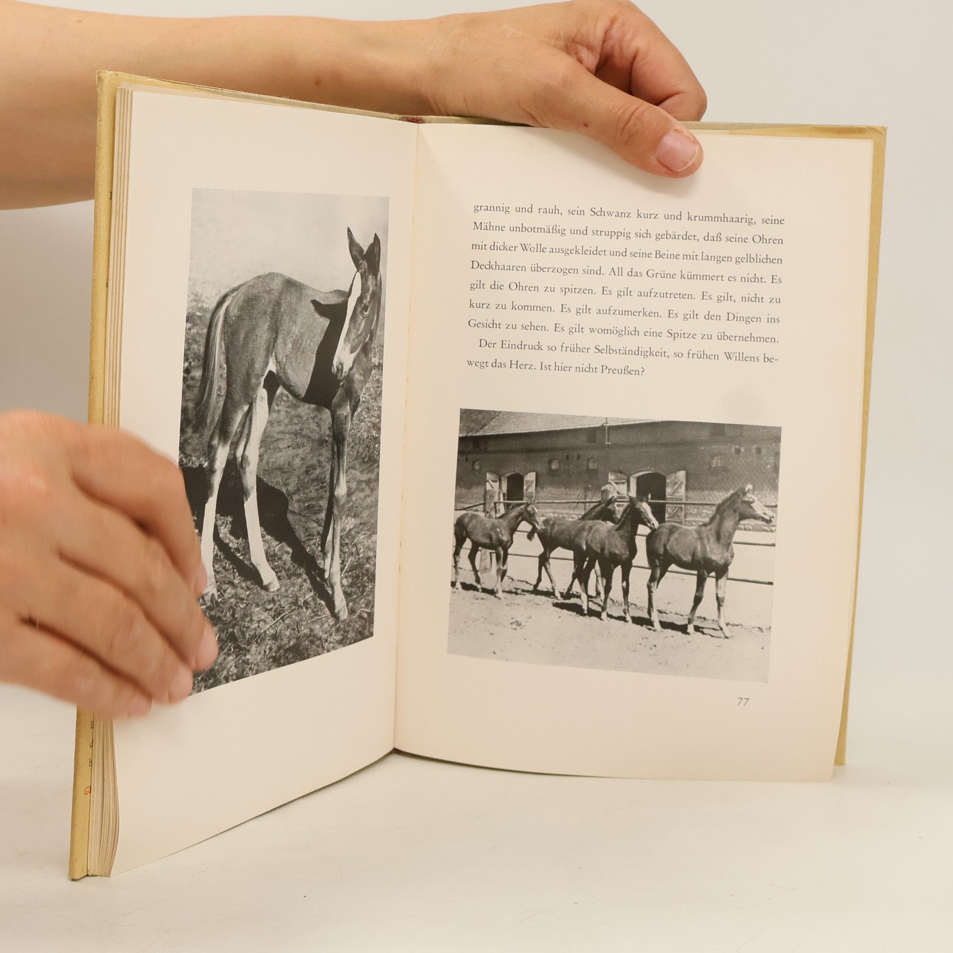 Rudolf G. Binding Das Heiligtum der Pferde
