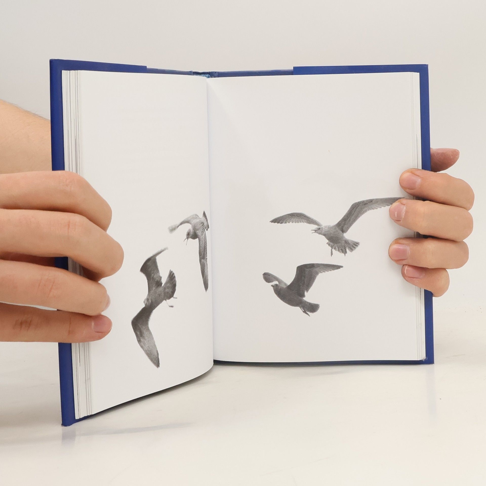 Richard Bach Jonathan Livingston Racek