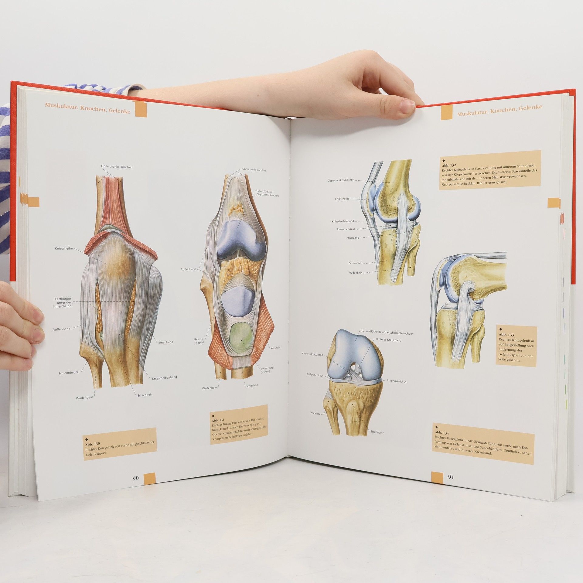 Barbara Weitz Atlas der Anatomie