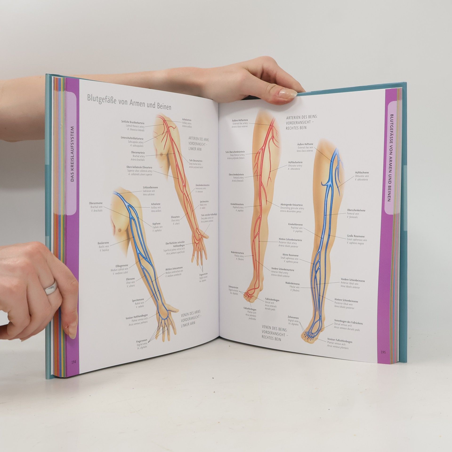 Ken Ashwell Die Anatomie des menschlichen Körpers