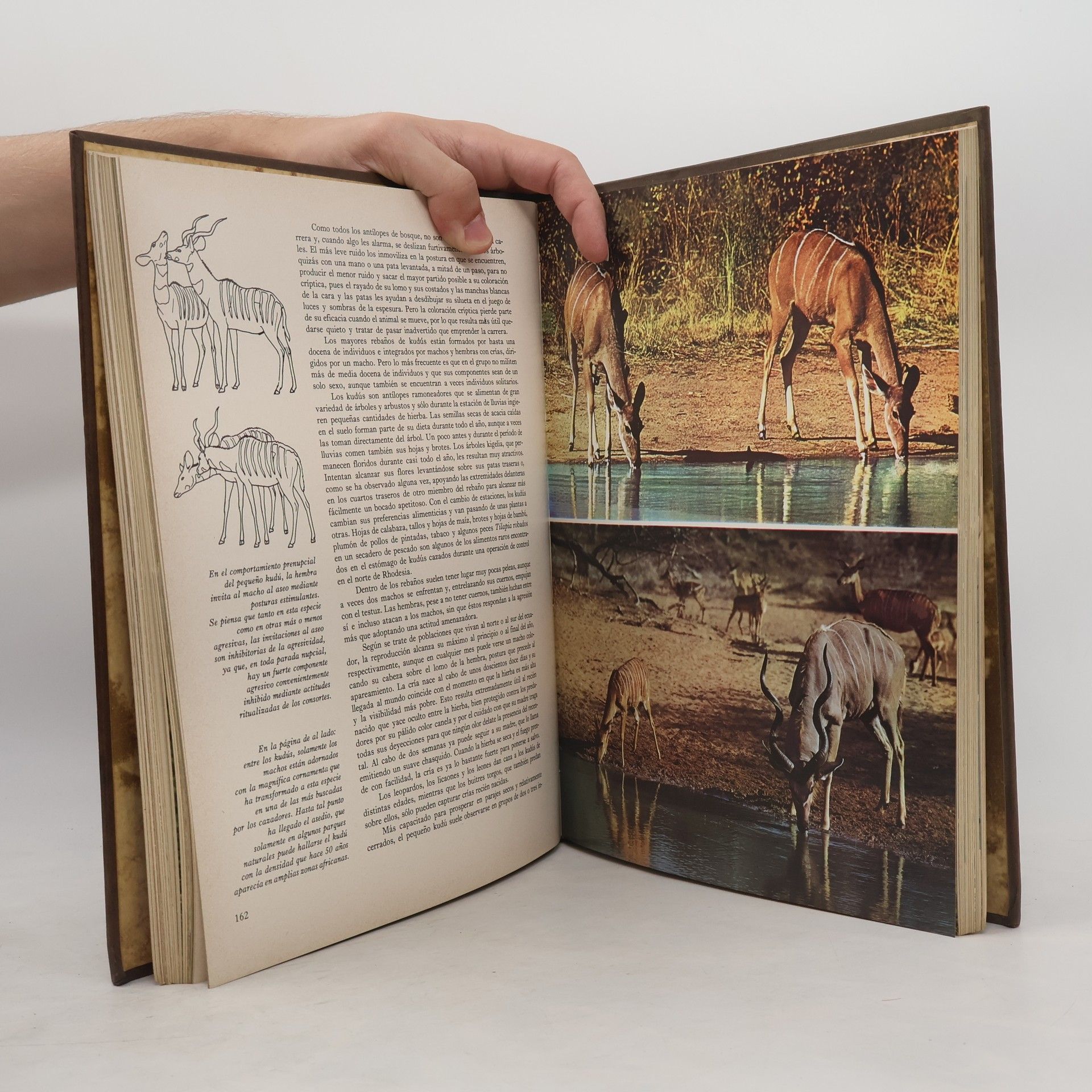 Various authors Fauna 1. Africa