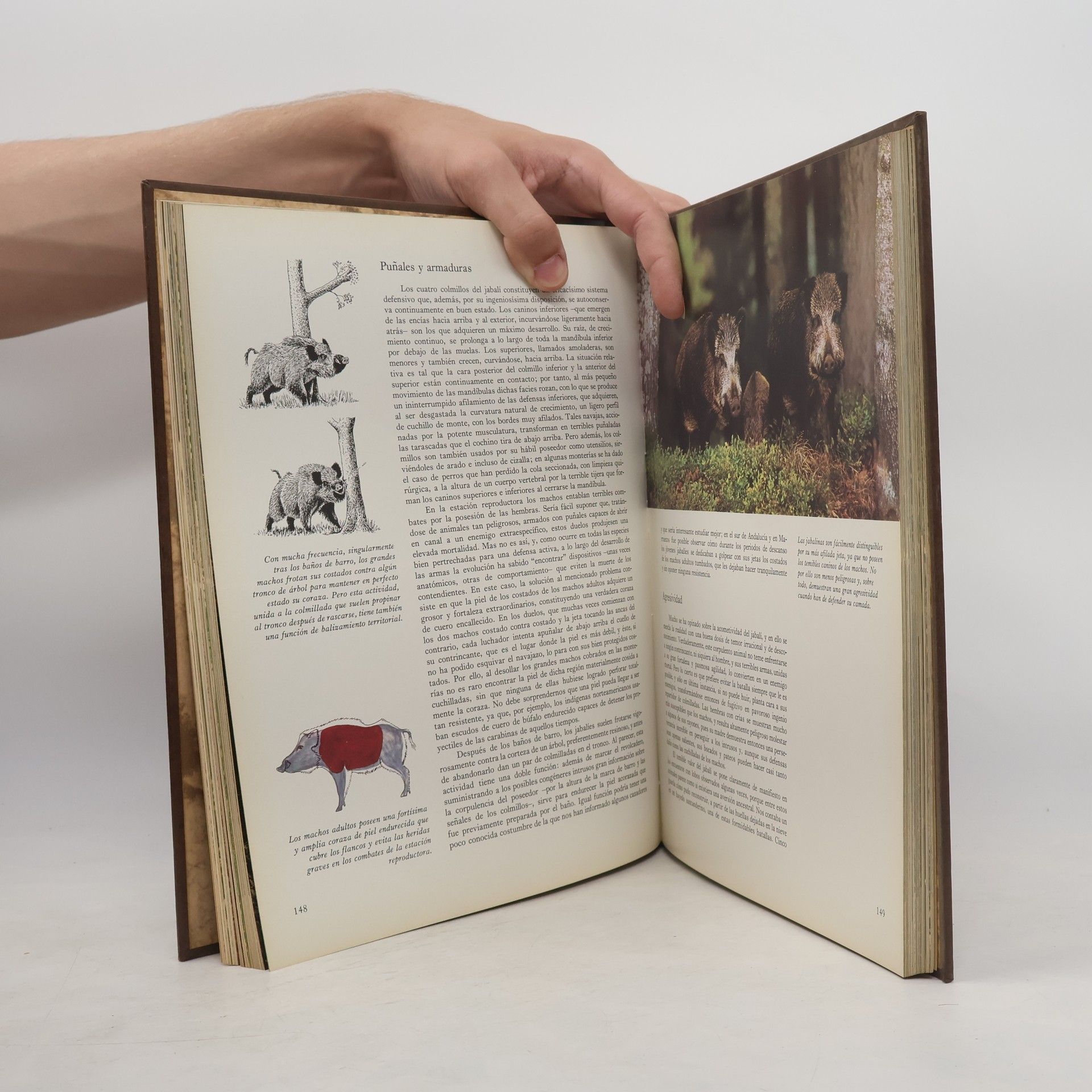 Autores varios Fauna 5