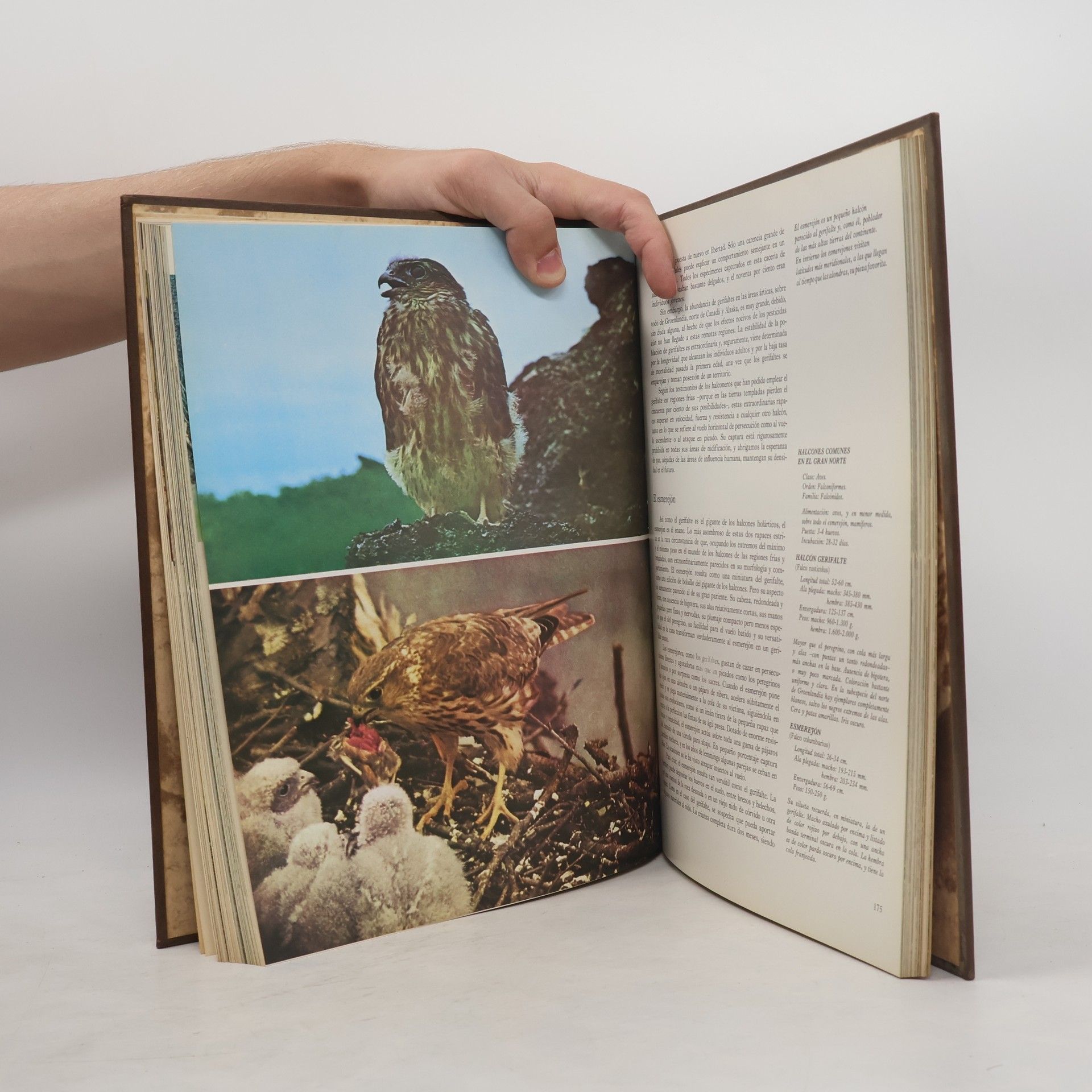 Various authors Fauna 6