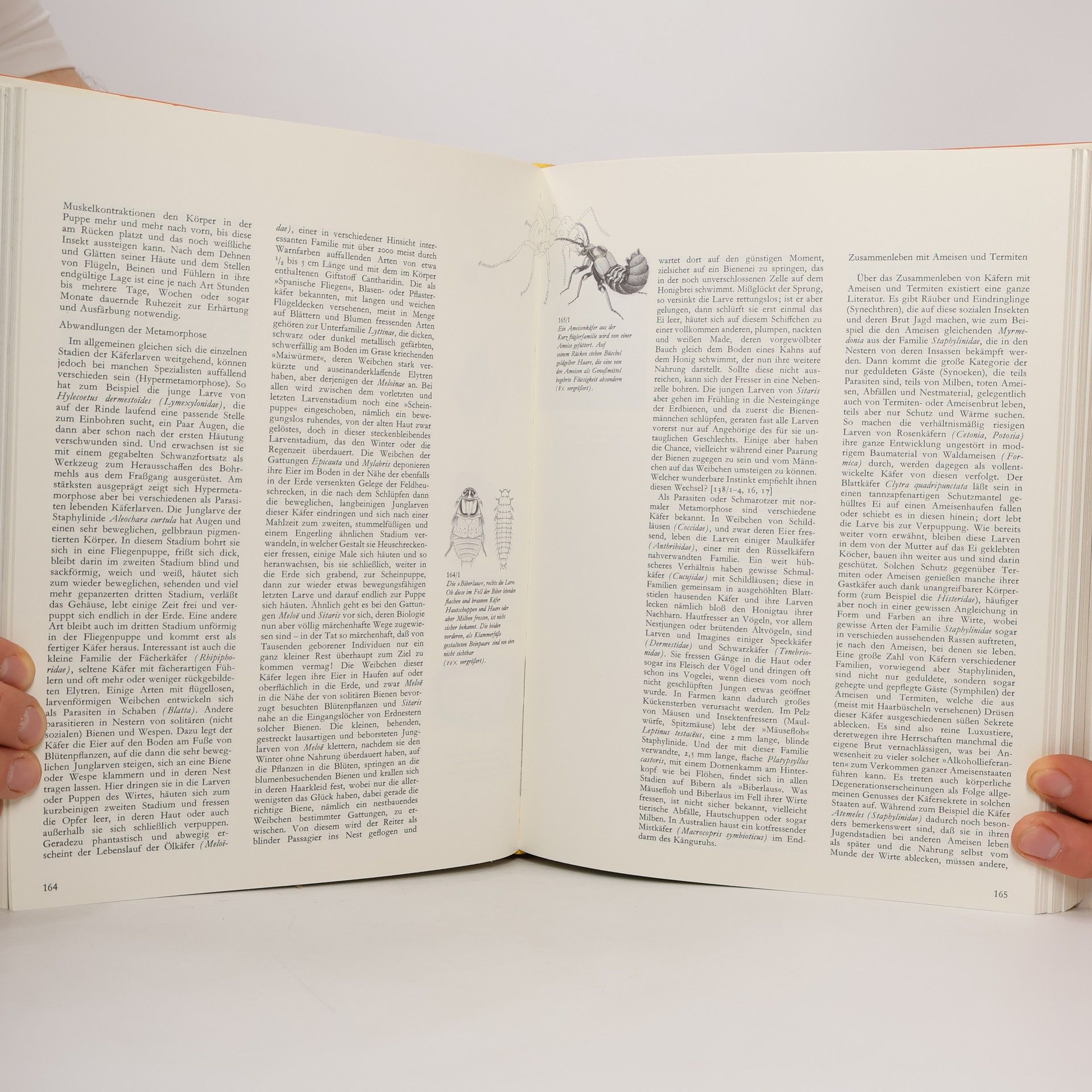 Walter Linsenmaier Knaurs grosses Insektenbuch