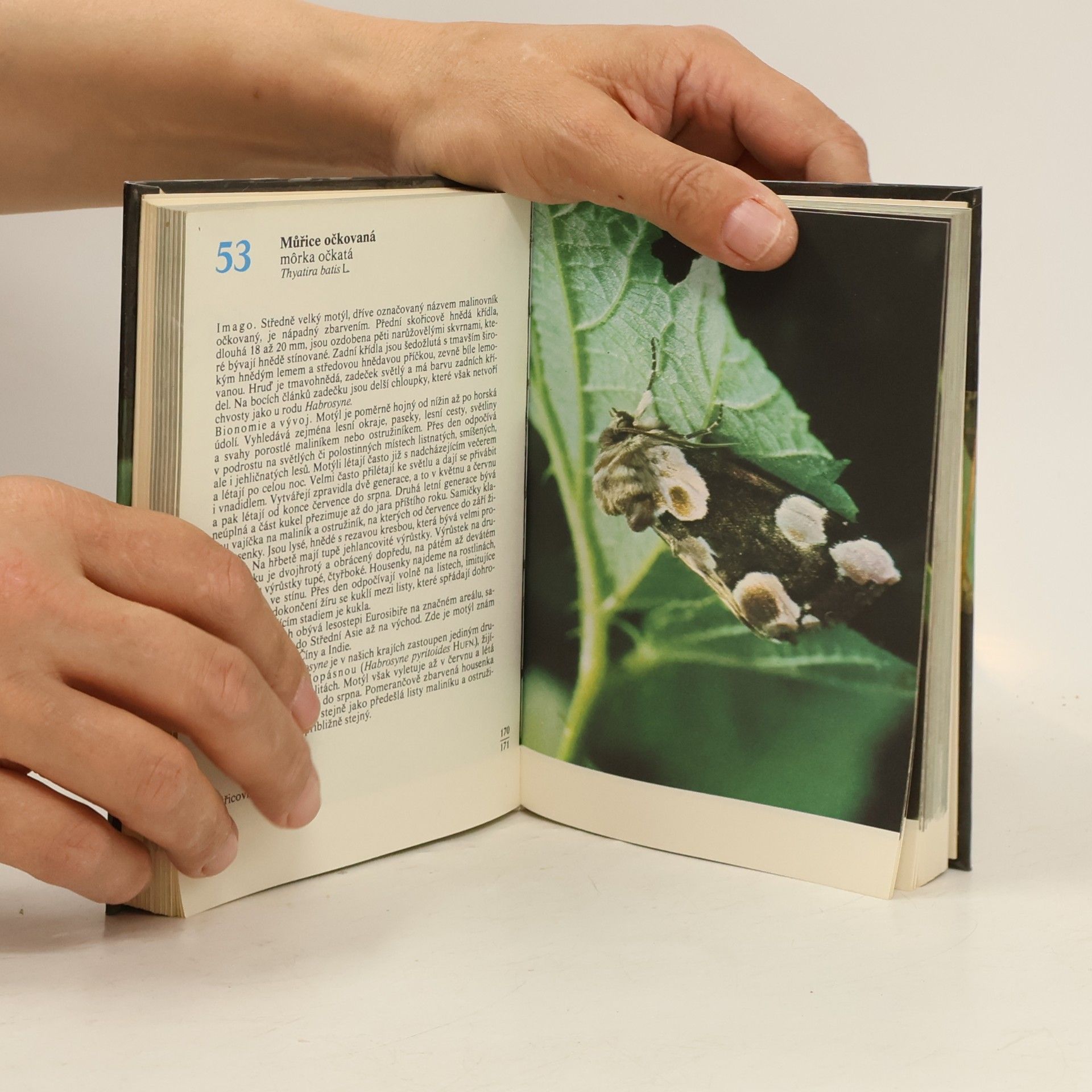 Rudolf Hrabák Kapesní atlas našich motýlů