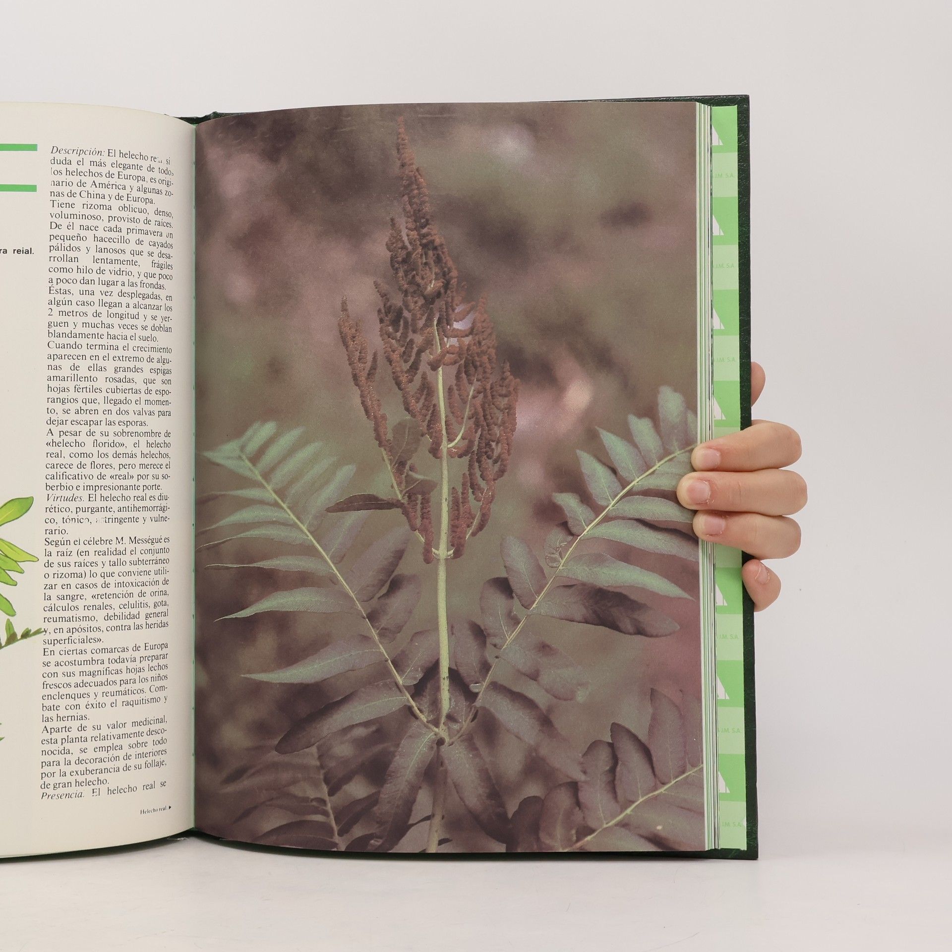 Autorenkollektiv Guia Práctica de las Plantas Medicinales y la Salud