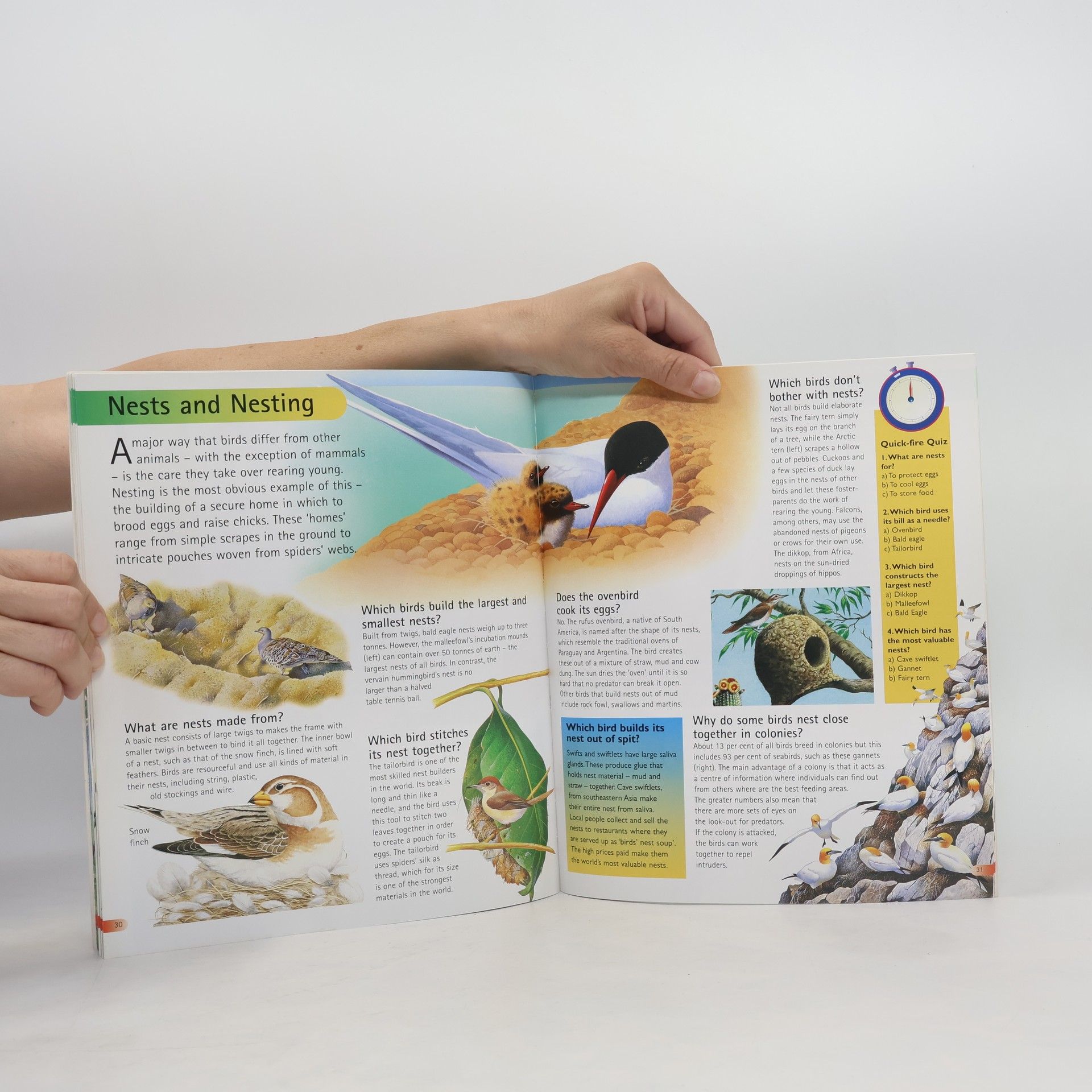 Fergus Collins Questions and Answers: Birds