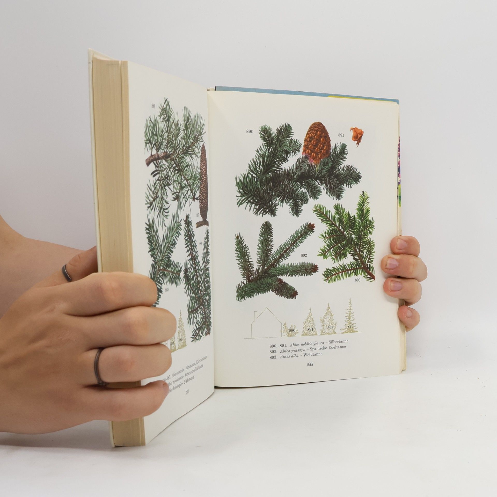 Collectif d'auteurs Das bunte Blumenbuch