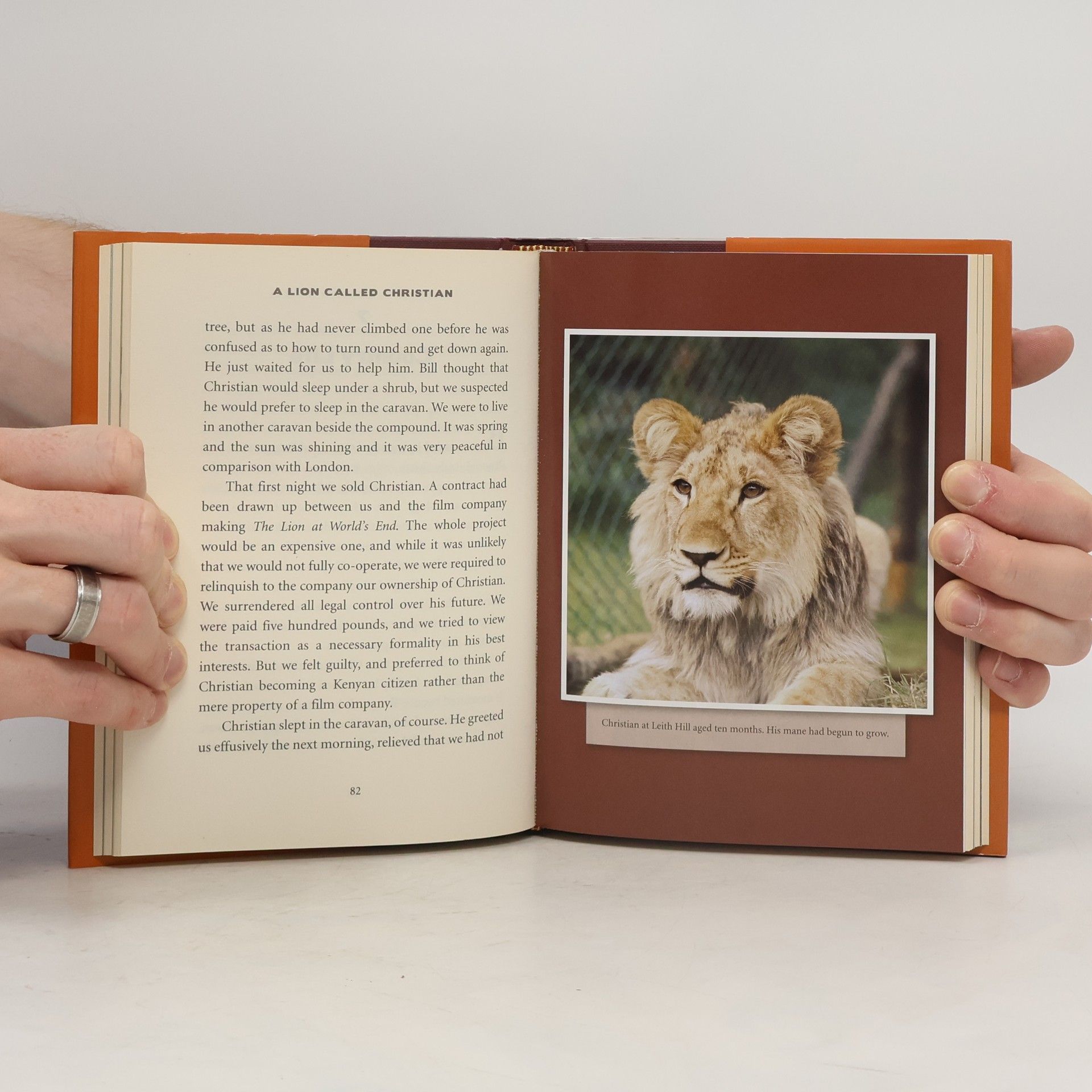 Anthony Bourke A lion called Christian