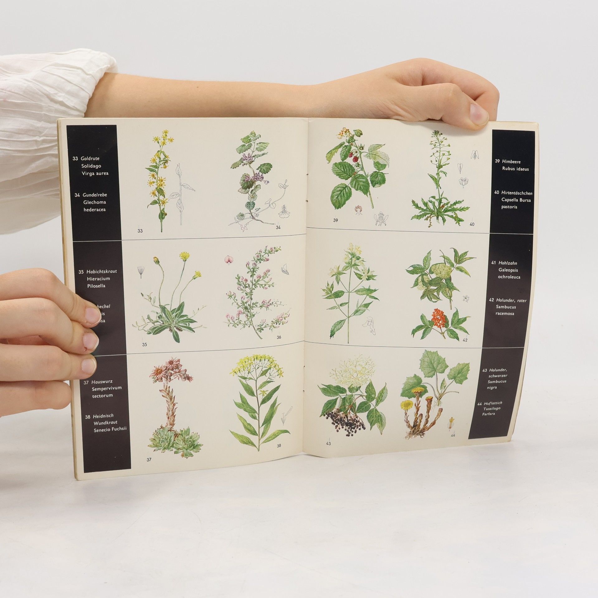 Autorenkollektiv Kräuter Atlas