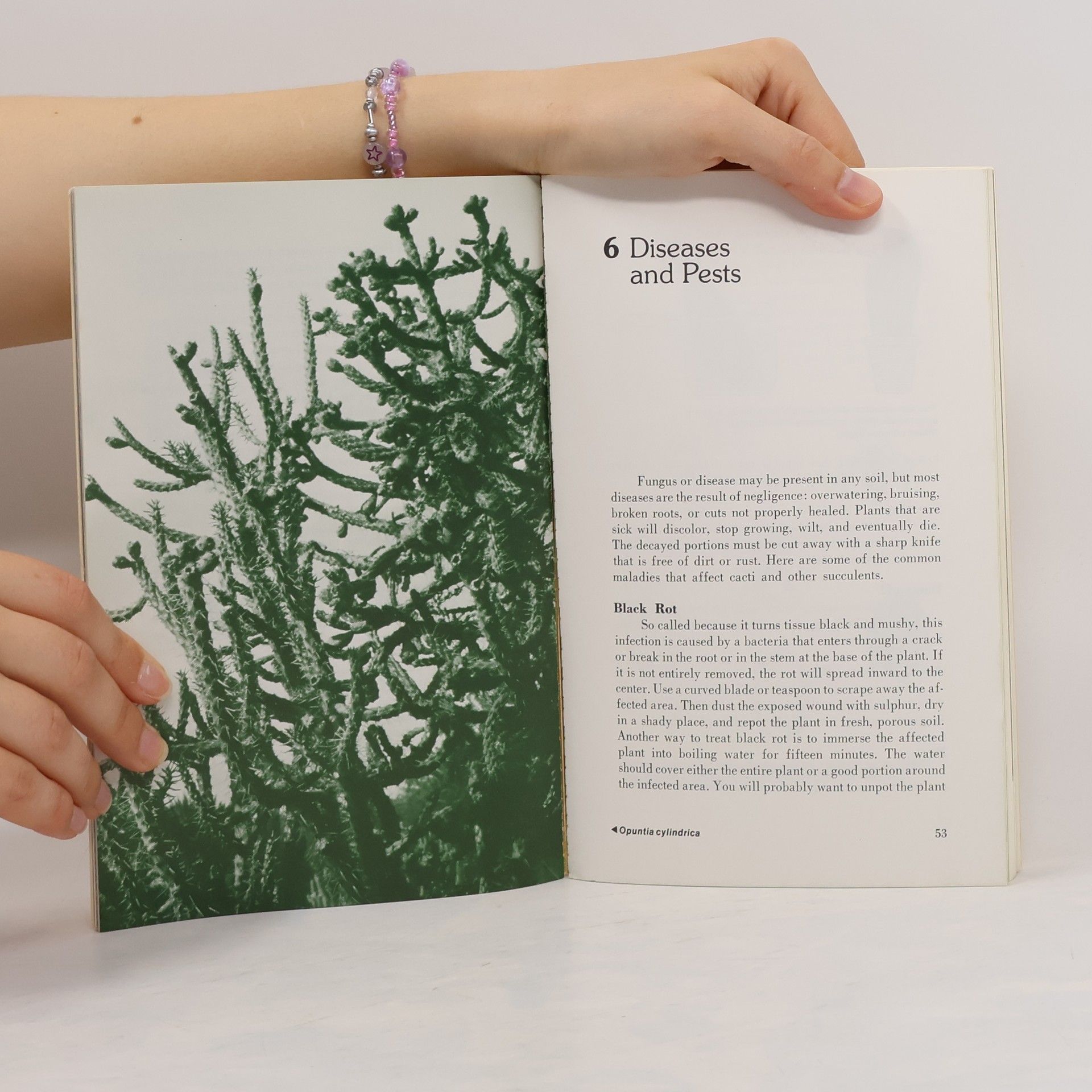 Katie Meadow Read And Grow - 5: Cacti And Other Succulents For Your Home