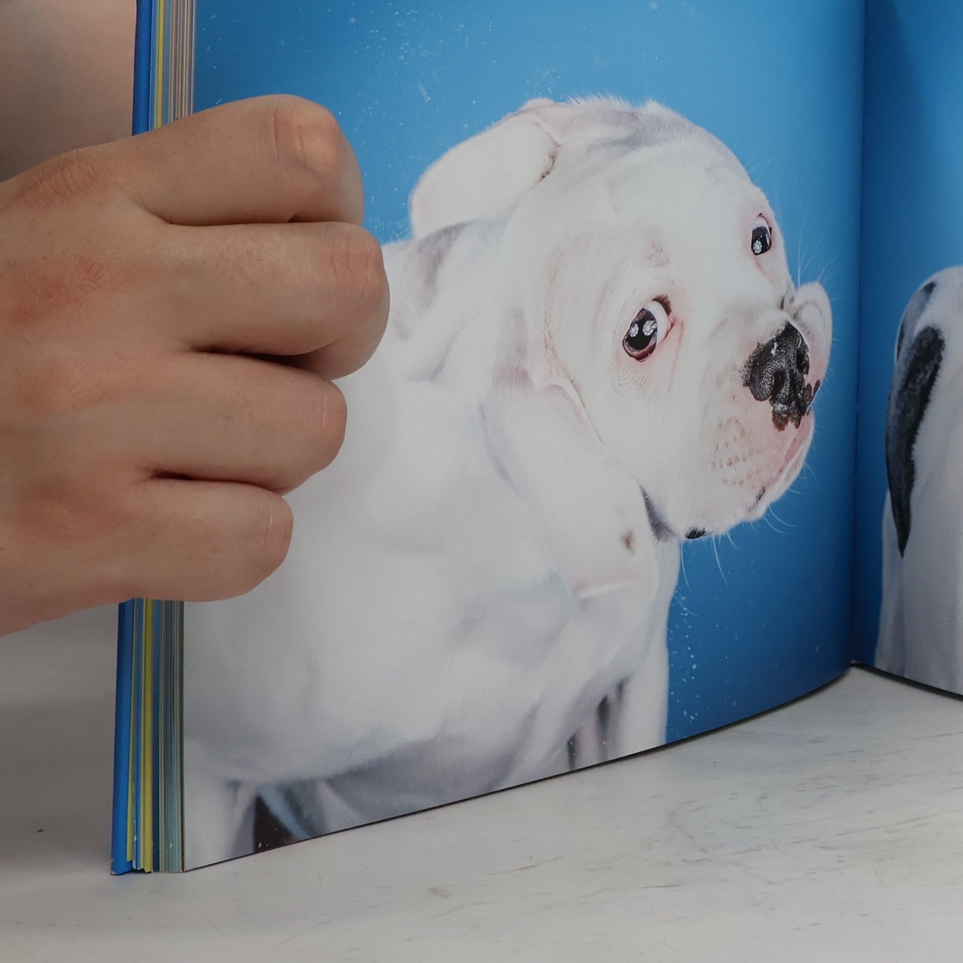 Carli Davidson Shake – Hundebabys schütteln sich
