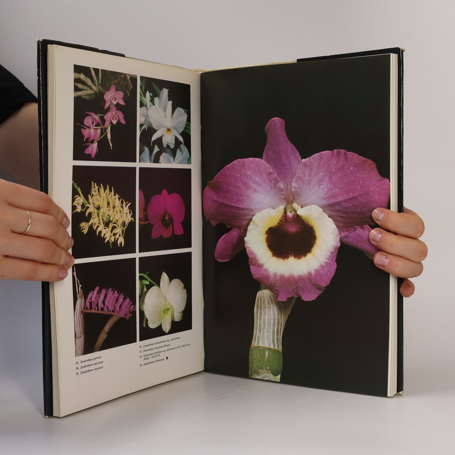 Jindra Dušek Orchideje