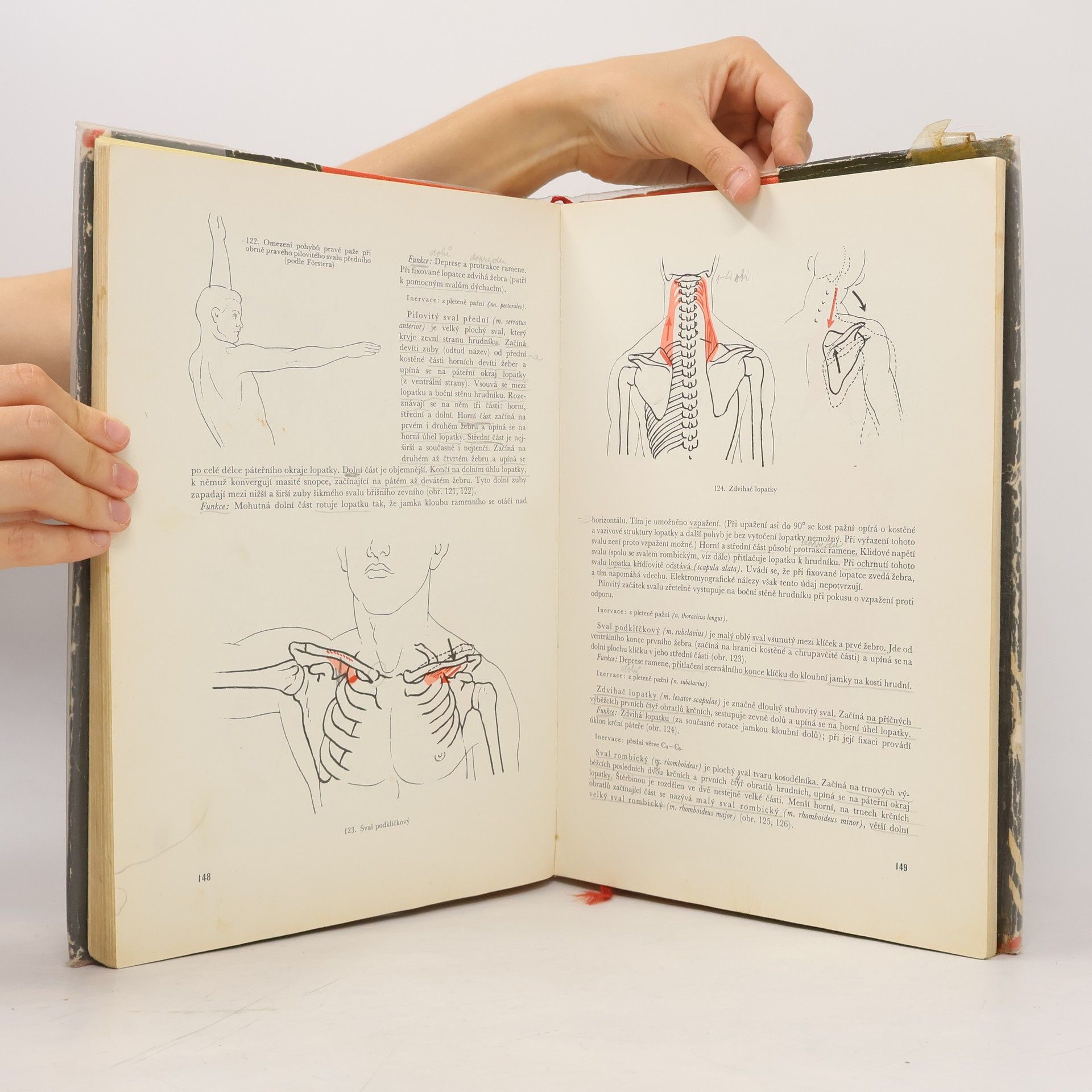 Rudolf Linc Anatomie člověka I