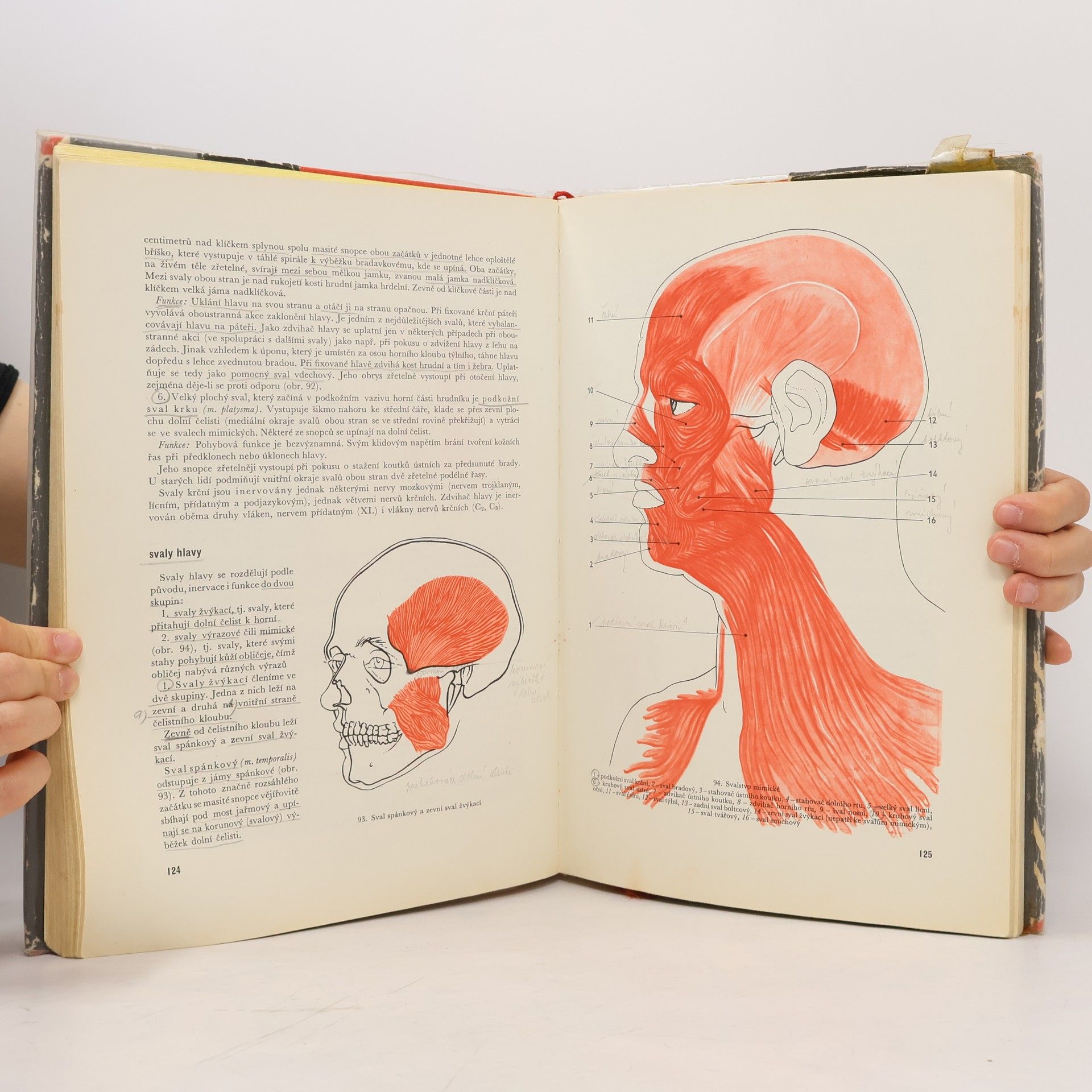 Rudolf Linc Anatomie člověka I