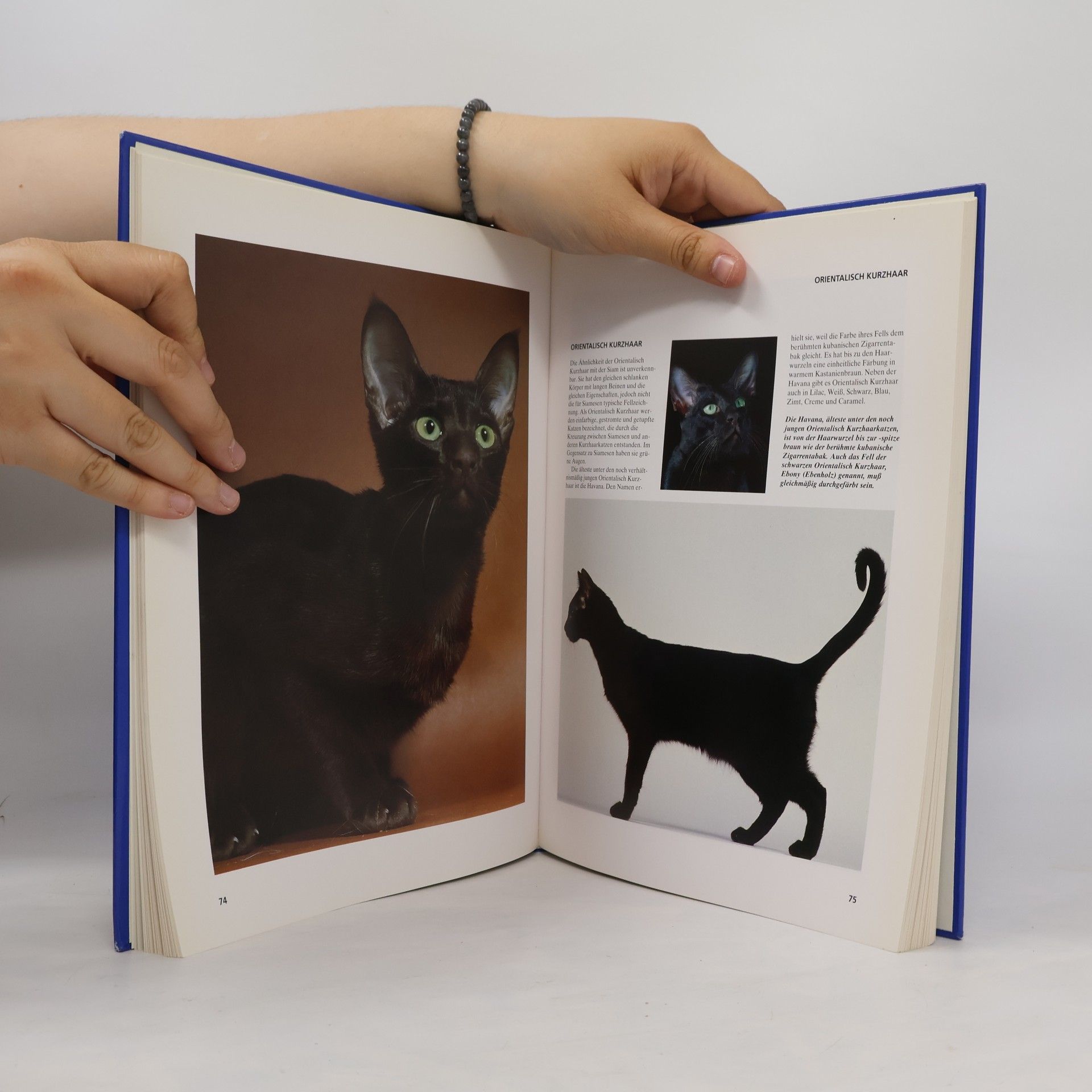 Antje Breuer Katzen. Unsere zärtlichen Freunde
