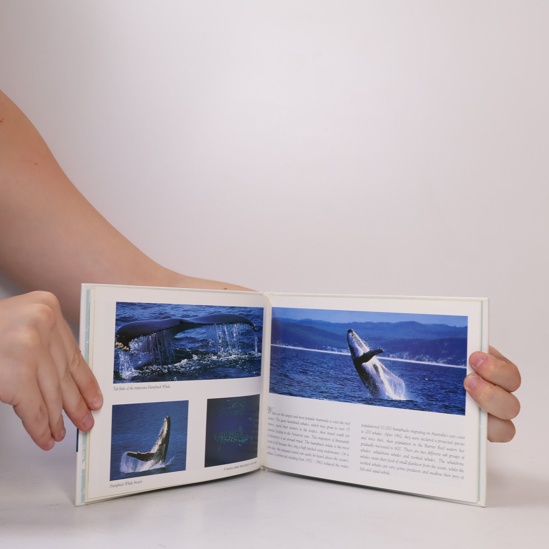 Peter Lik The Great Barrier Reef