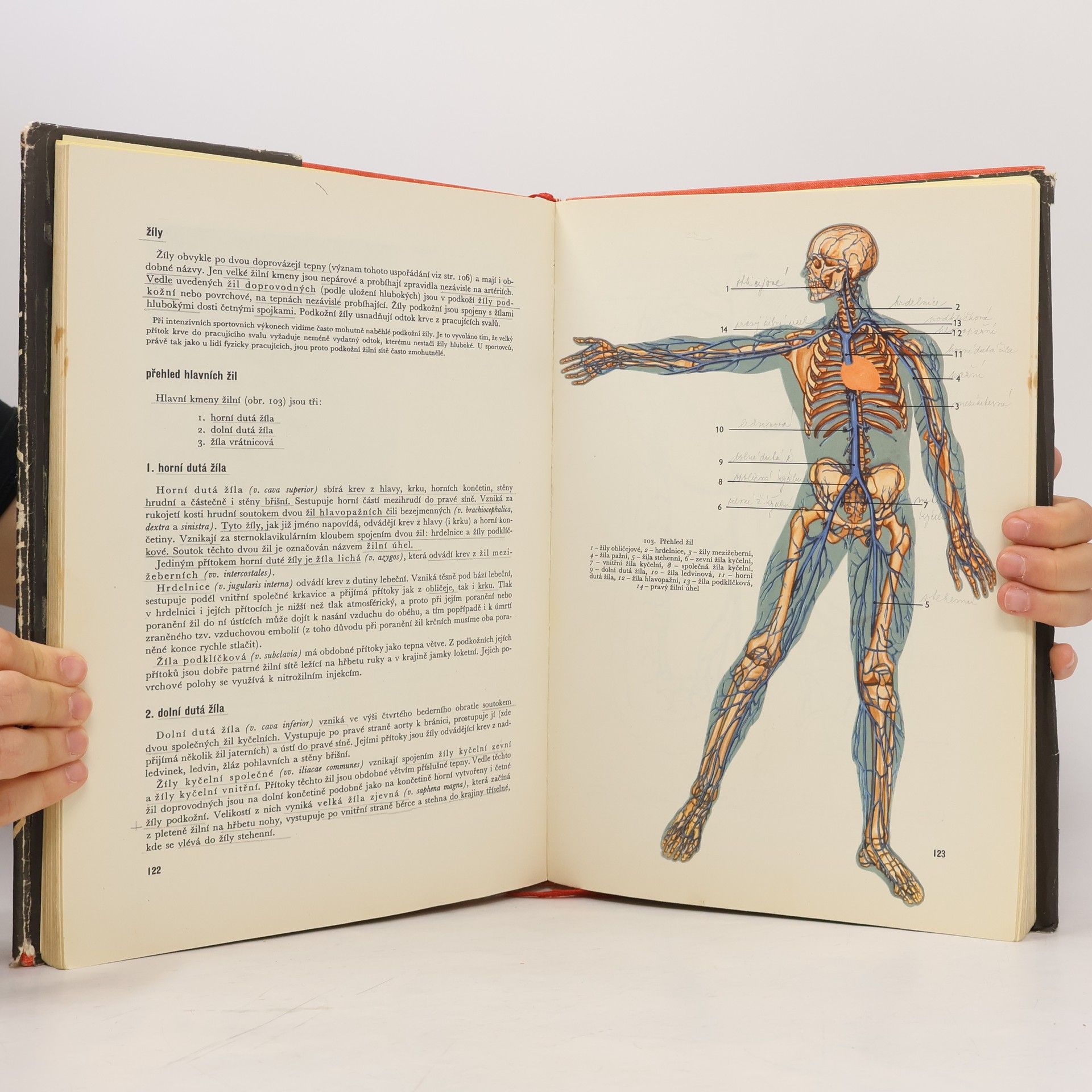 Jaroslav Fleischmann Anatomie člověka. 2. díl