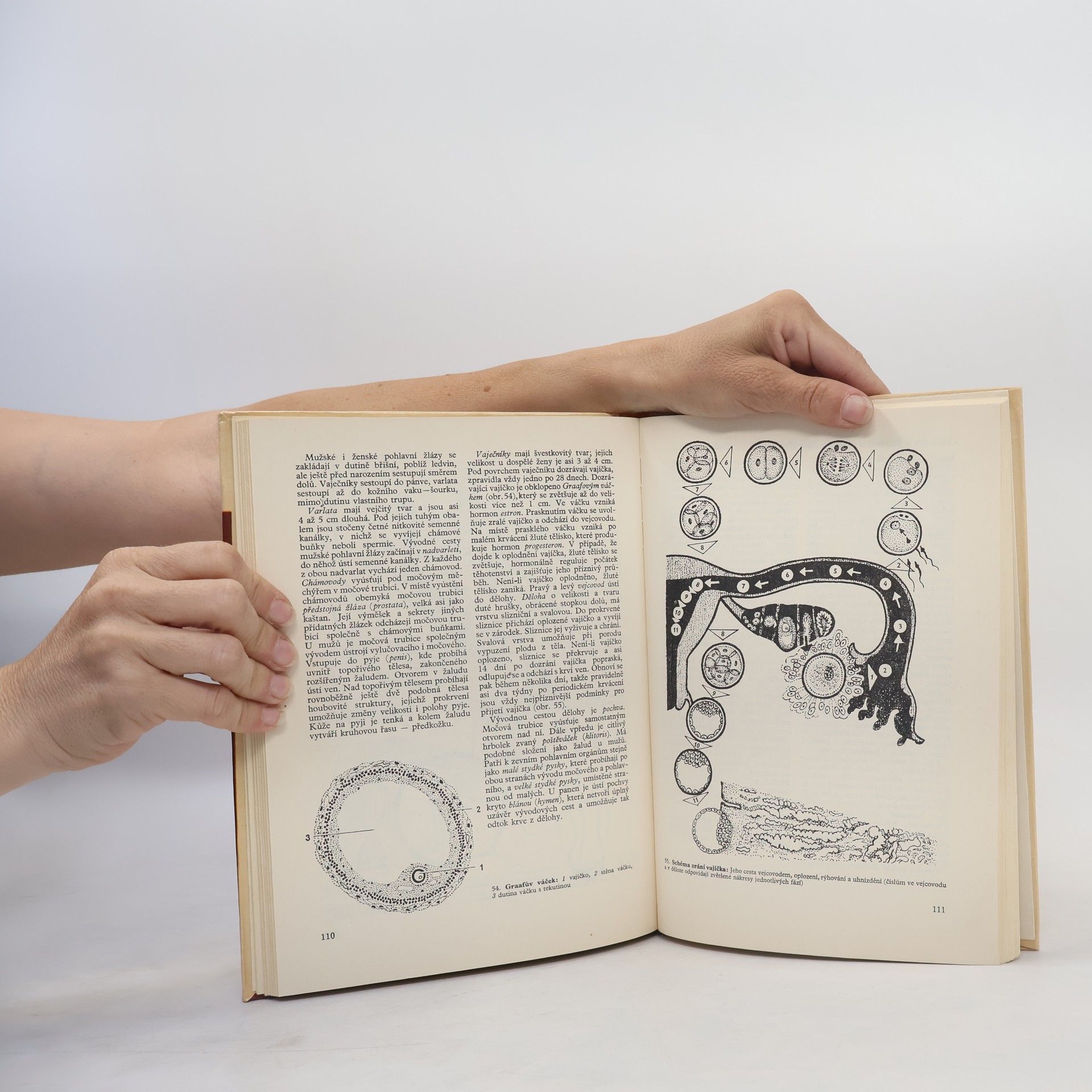 Jaroslav Suchý Biologie dítěte