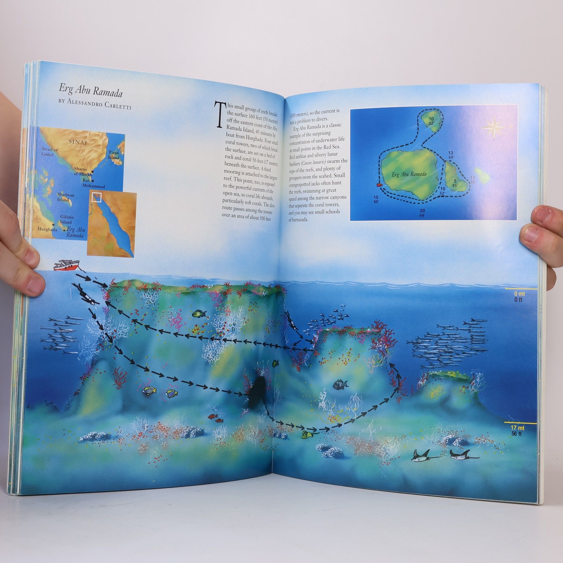 Andrea Ghisotti Red Sea. Diving Guide