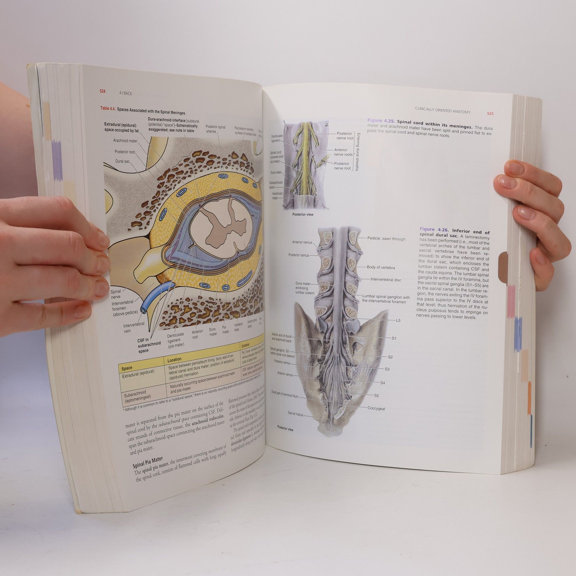 Keith L Moore Clinically Oriented Anatomy