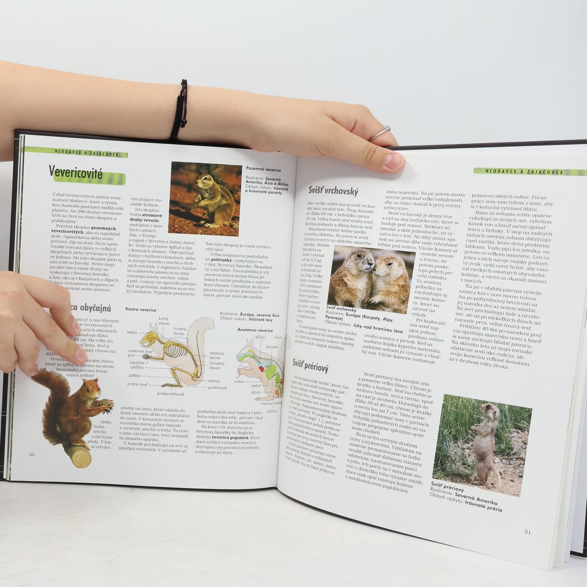 Various authors Cicavce