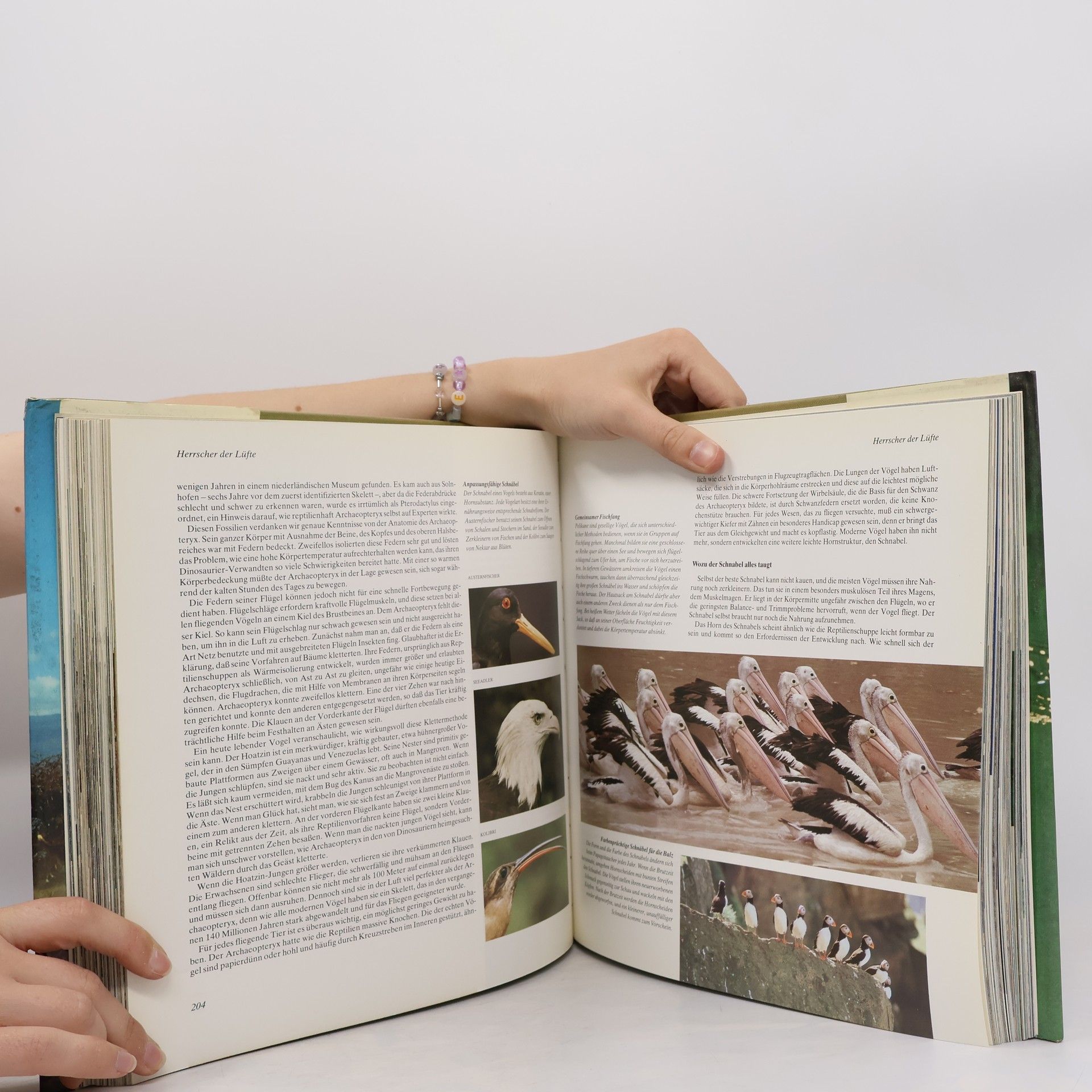 David Attenborough Wunder der Schöpfung