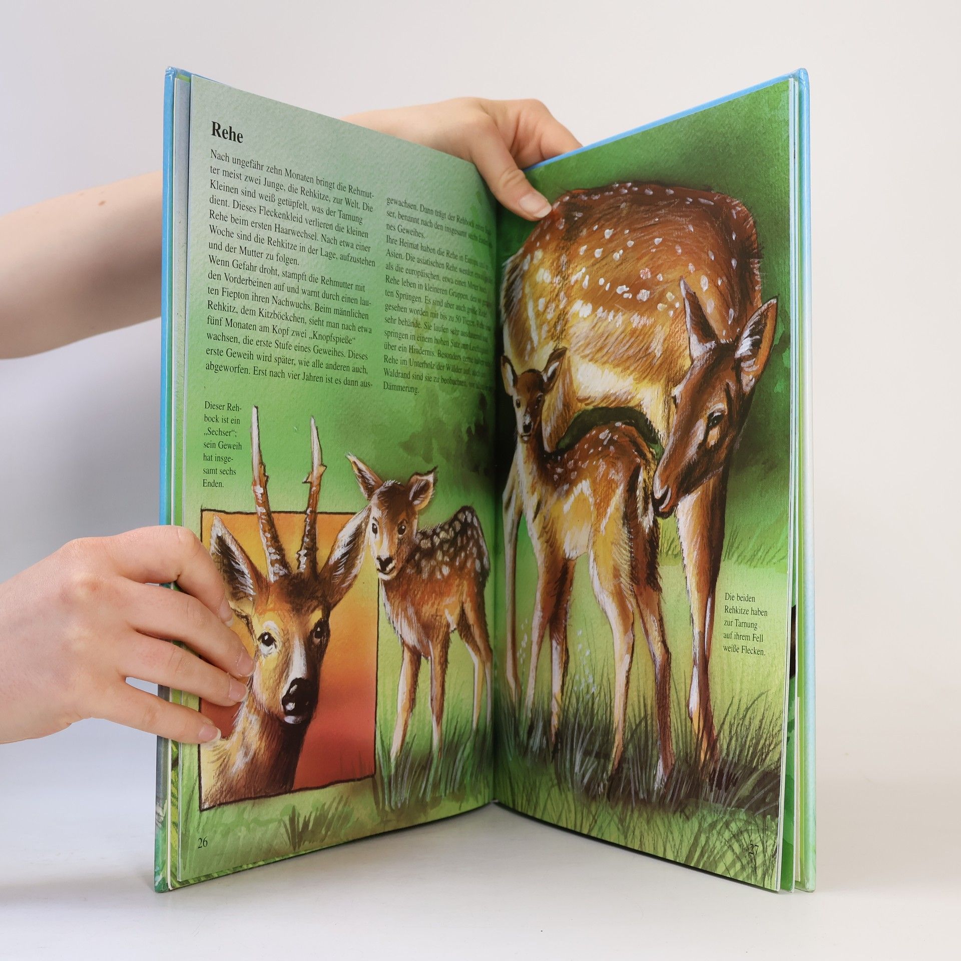 Michael Holtmann Tierbabys in aller Welt
