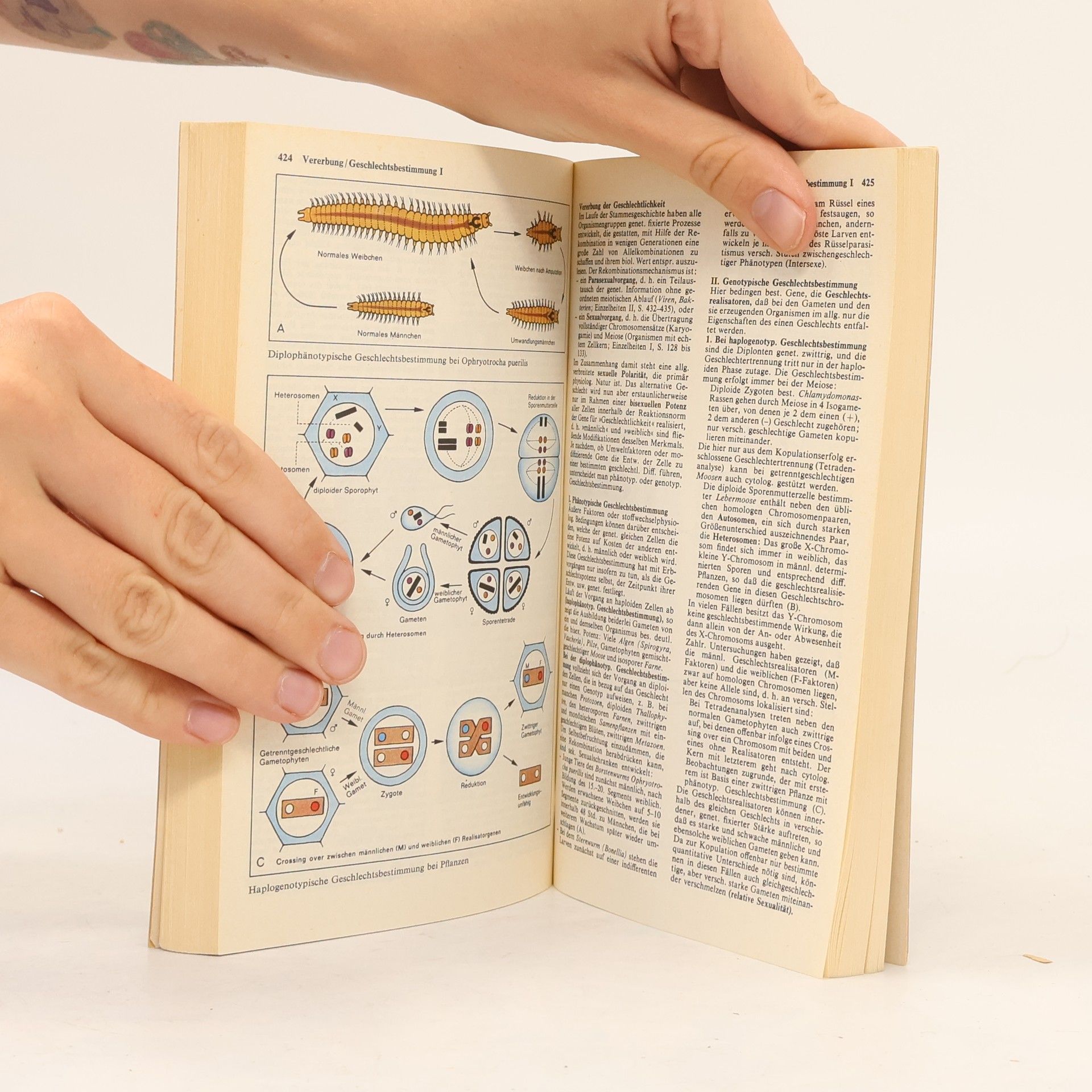 Autorenkollektiv Dtv-Atlas zur Biologie. Band 2