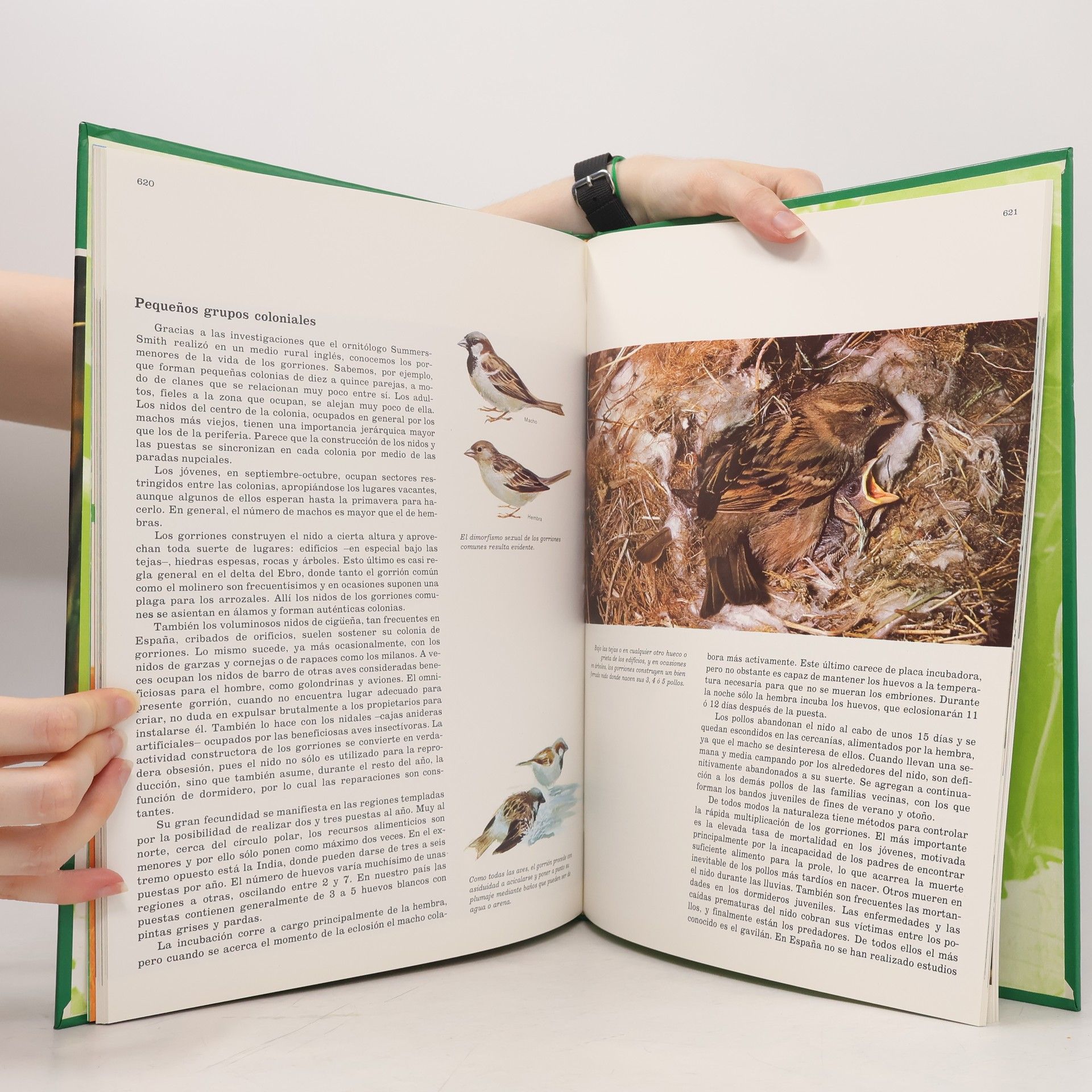 Félix Rodríguez de la Fuente Fauna Iberica 8