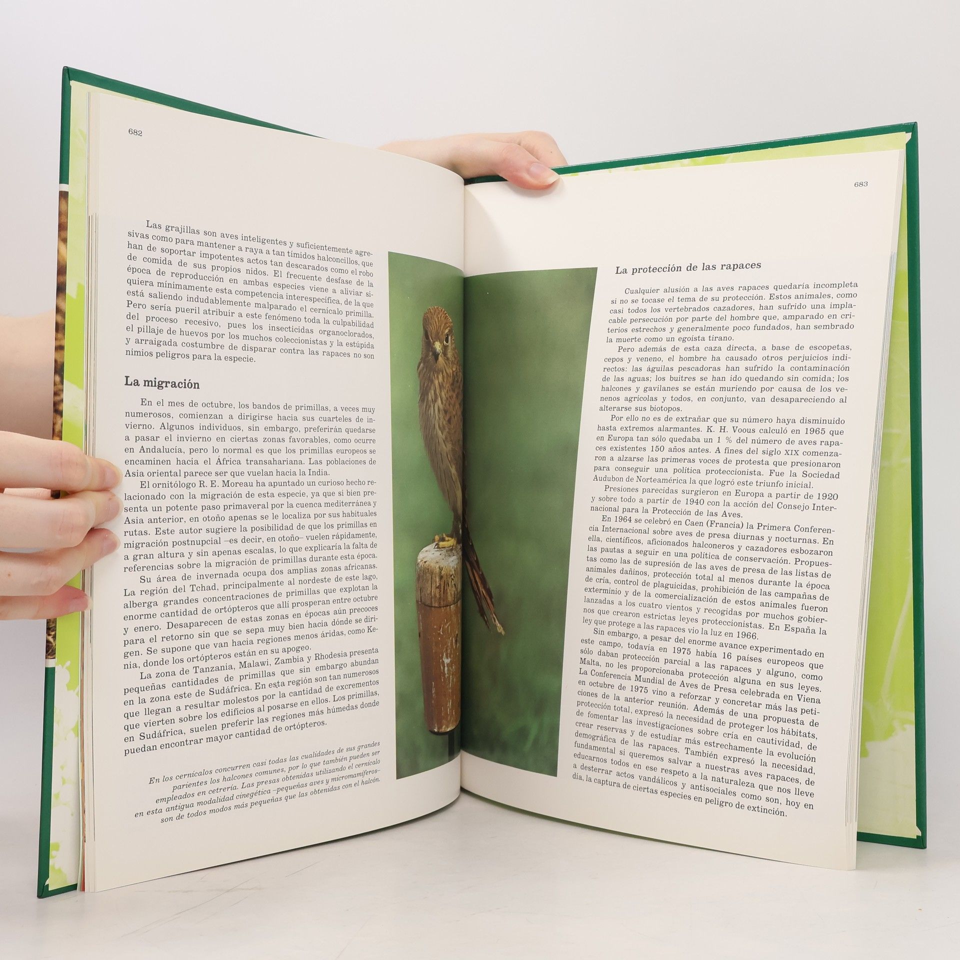 Autorenkollektiv Fauna iberica 9