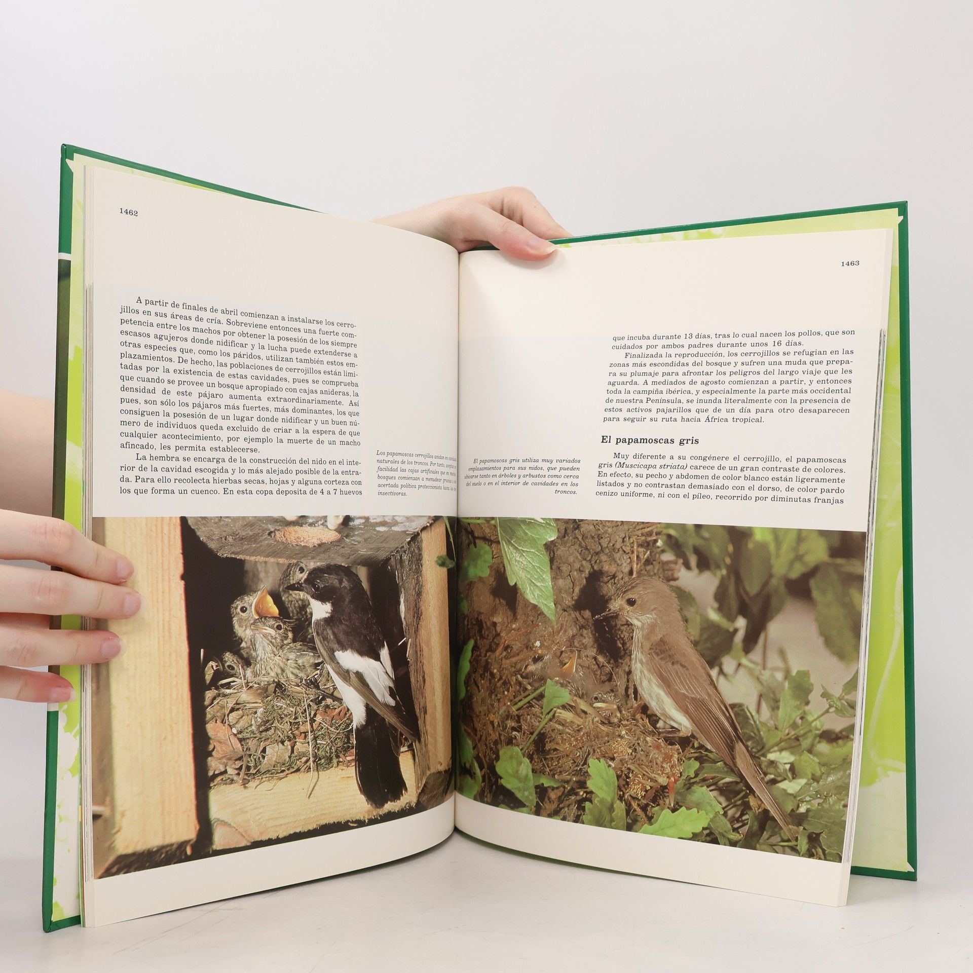 Autorenkollektiv Fauna Iberica 9