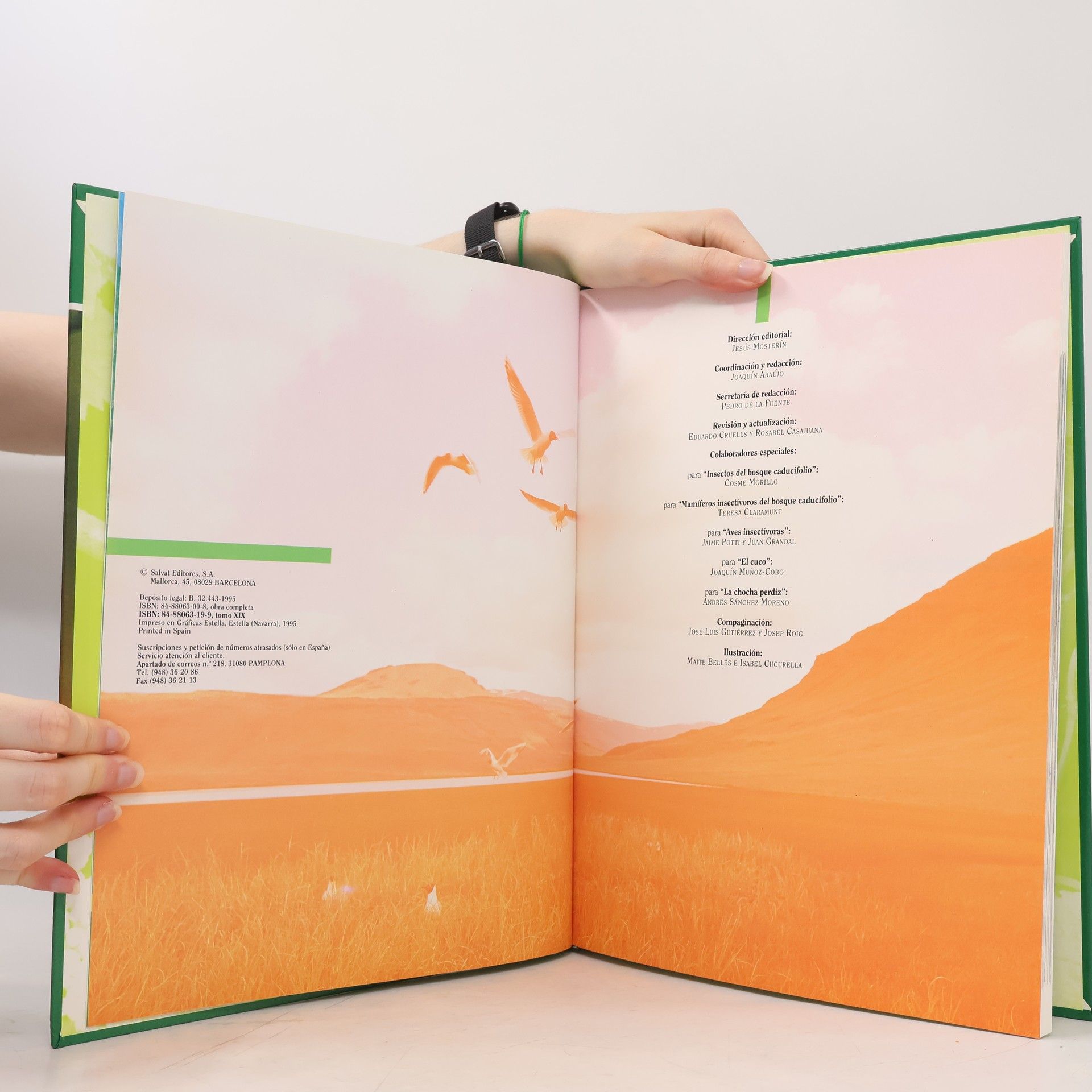 Autorenkollektiv Fauna Iberica 9