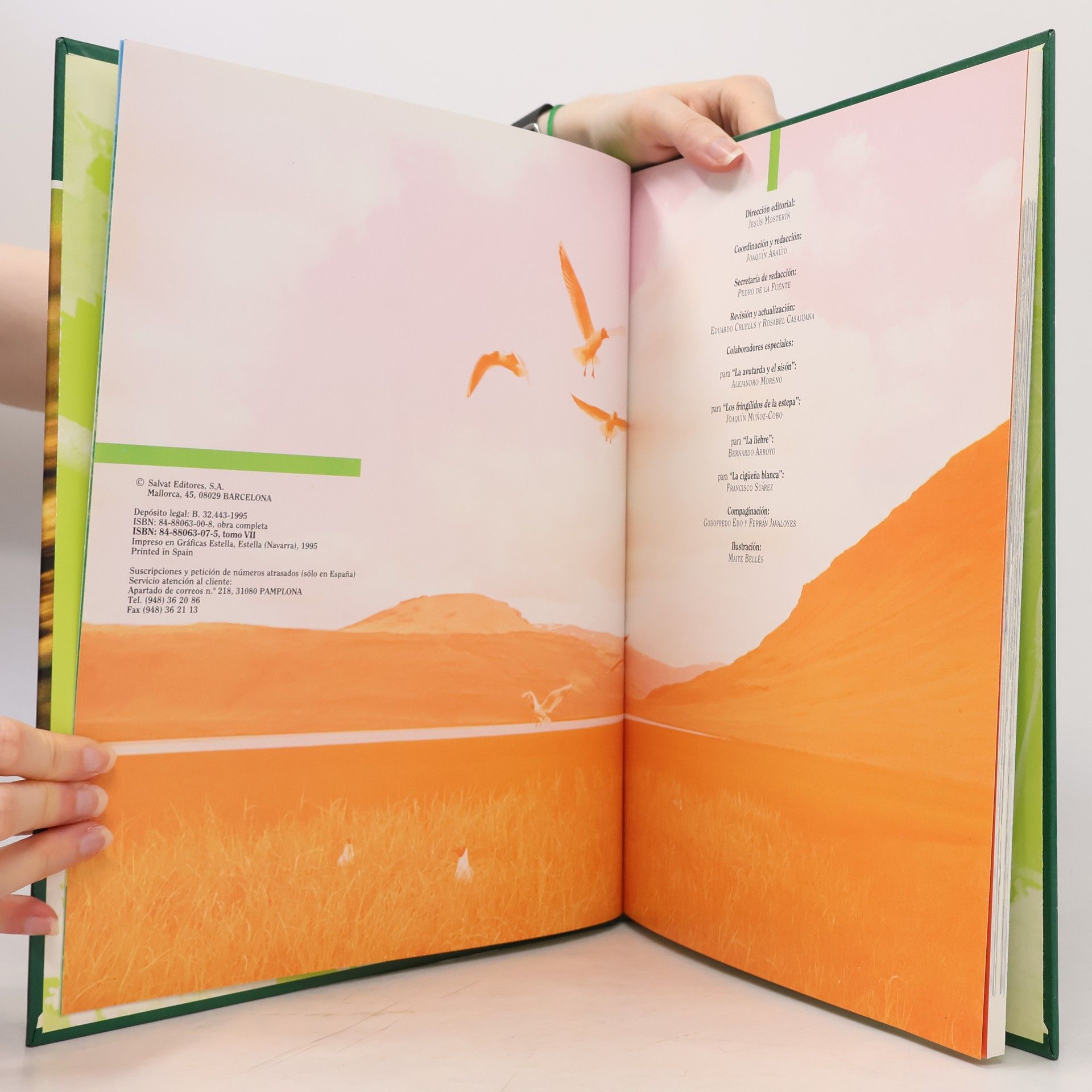 Autorenkollektiv Fauna Iberica 7