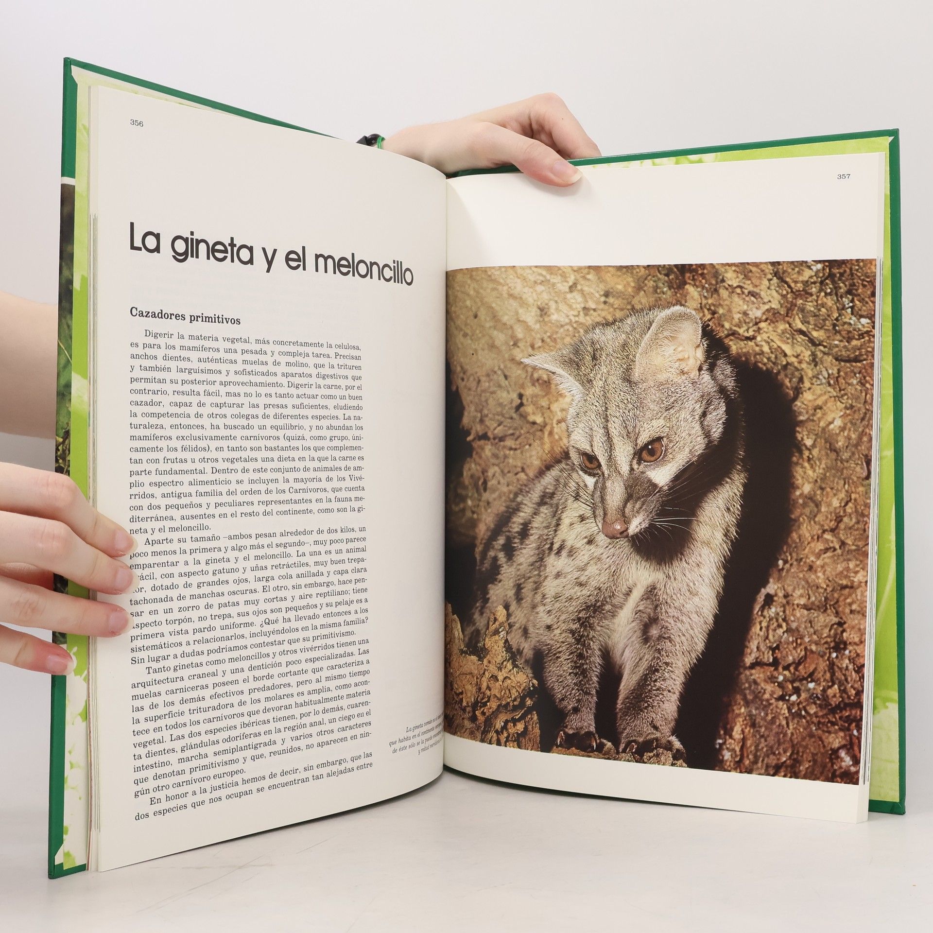 Autorenkollektiv Fauna Iberica 5