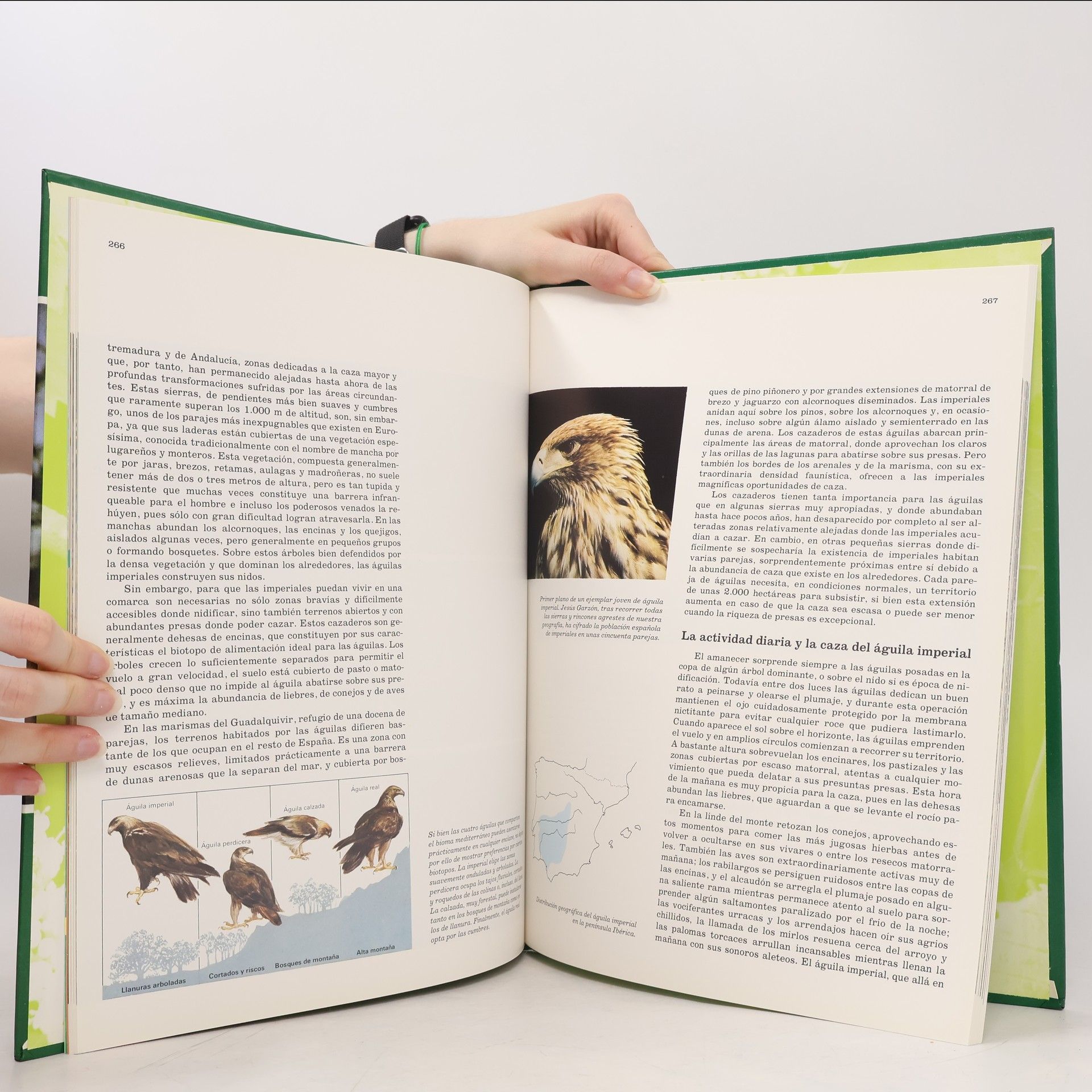 Autorenkollektiv Fauna Iberica 4