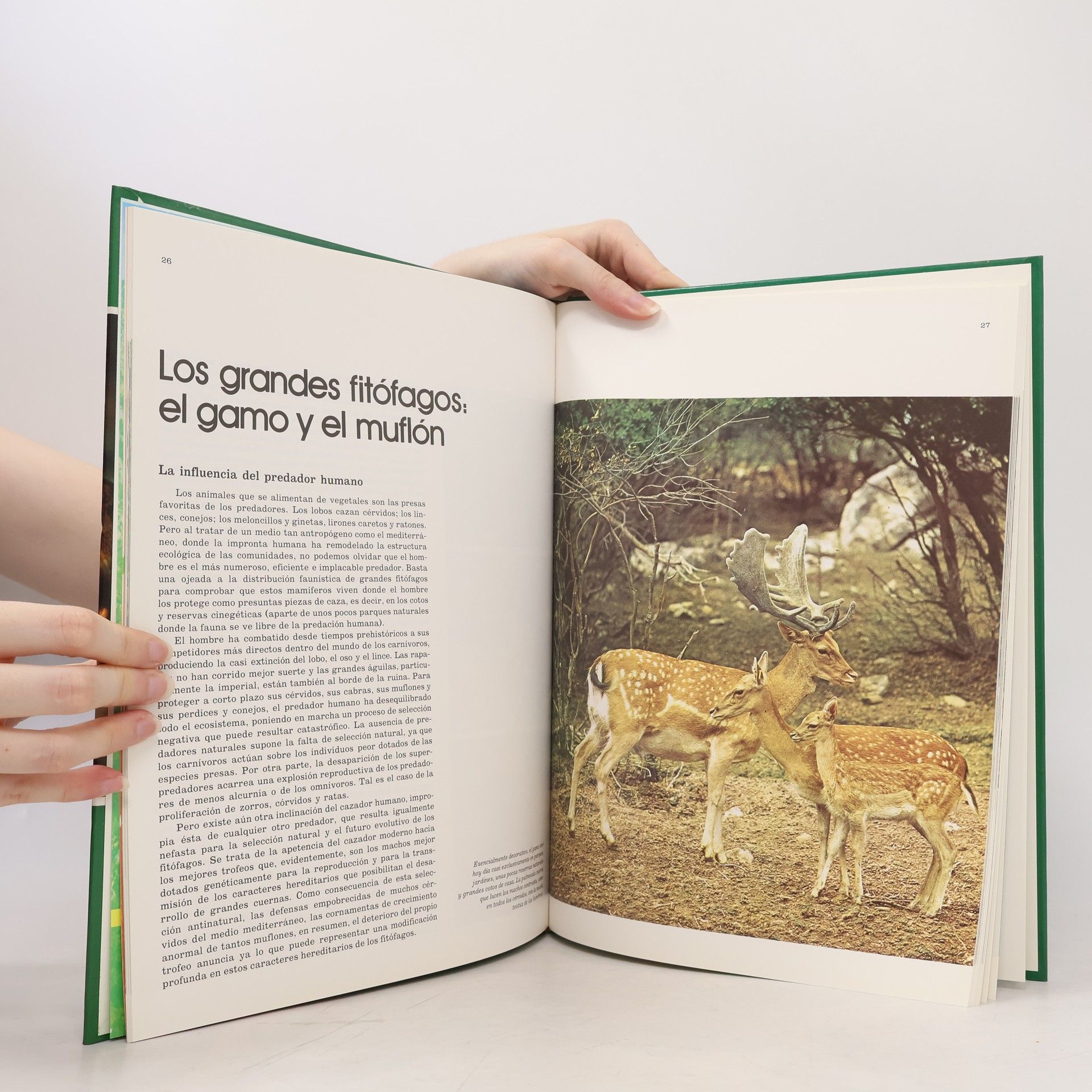 Autorenkollektiv Fauna Iberica