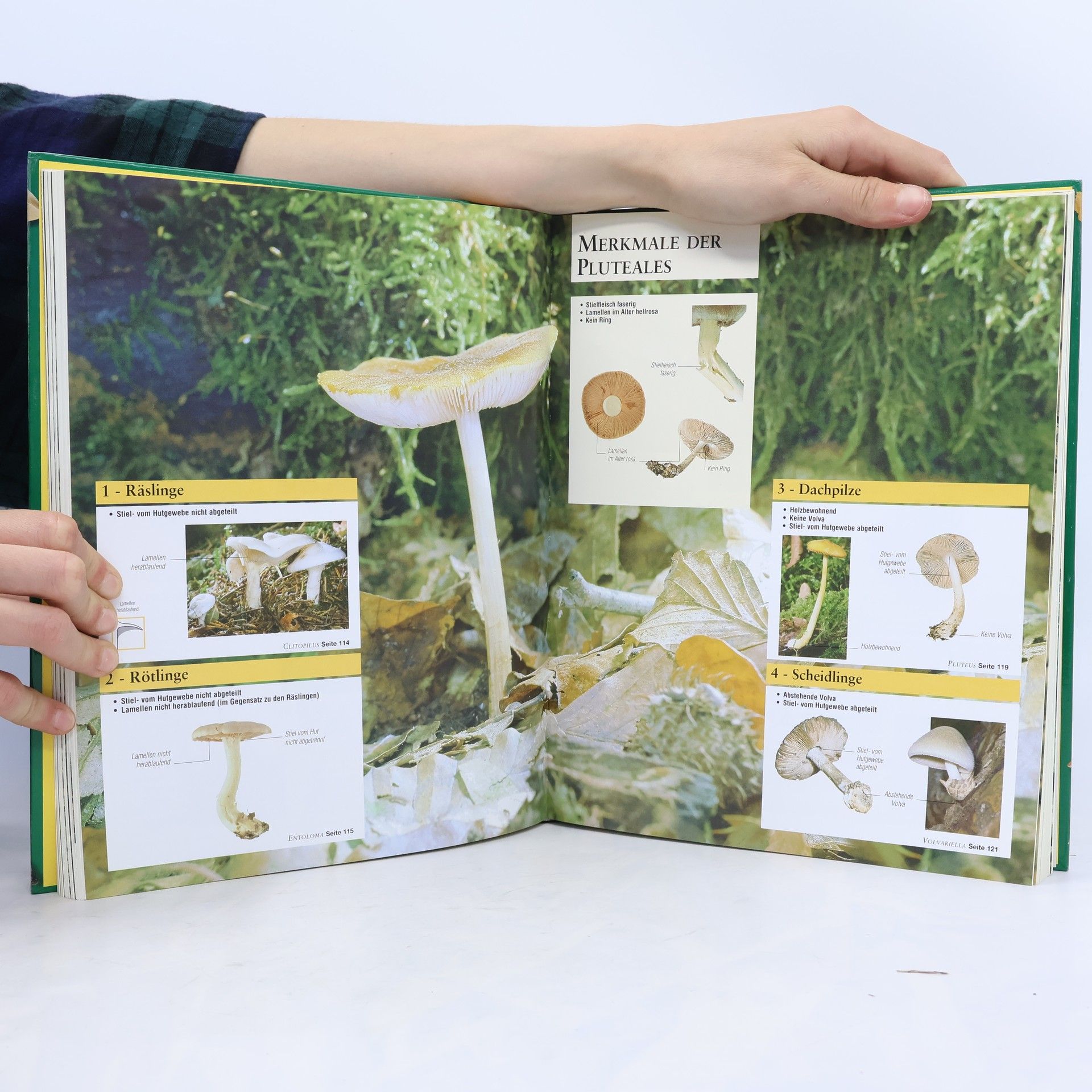 Marten Brandt Der große Pilz-Atlas