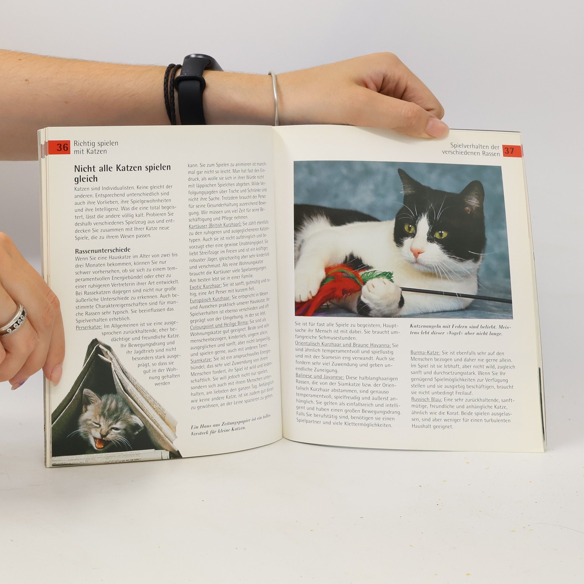 Sigrun Rittrich Dorenkamp Spielen mit Katzen