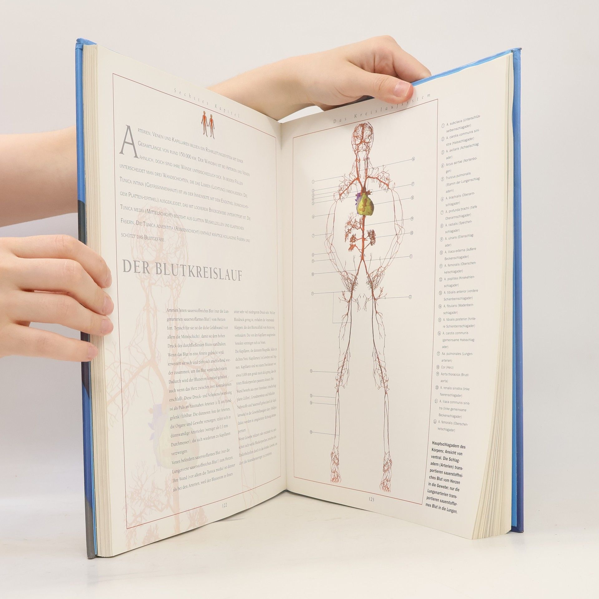 Thomas O. McCracken Der 3D Anatomie Atlas