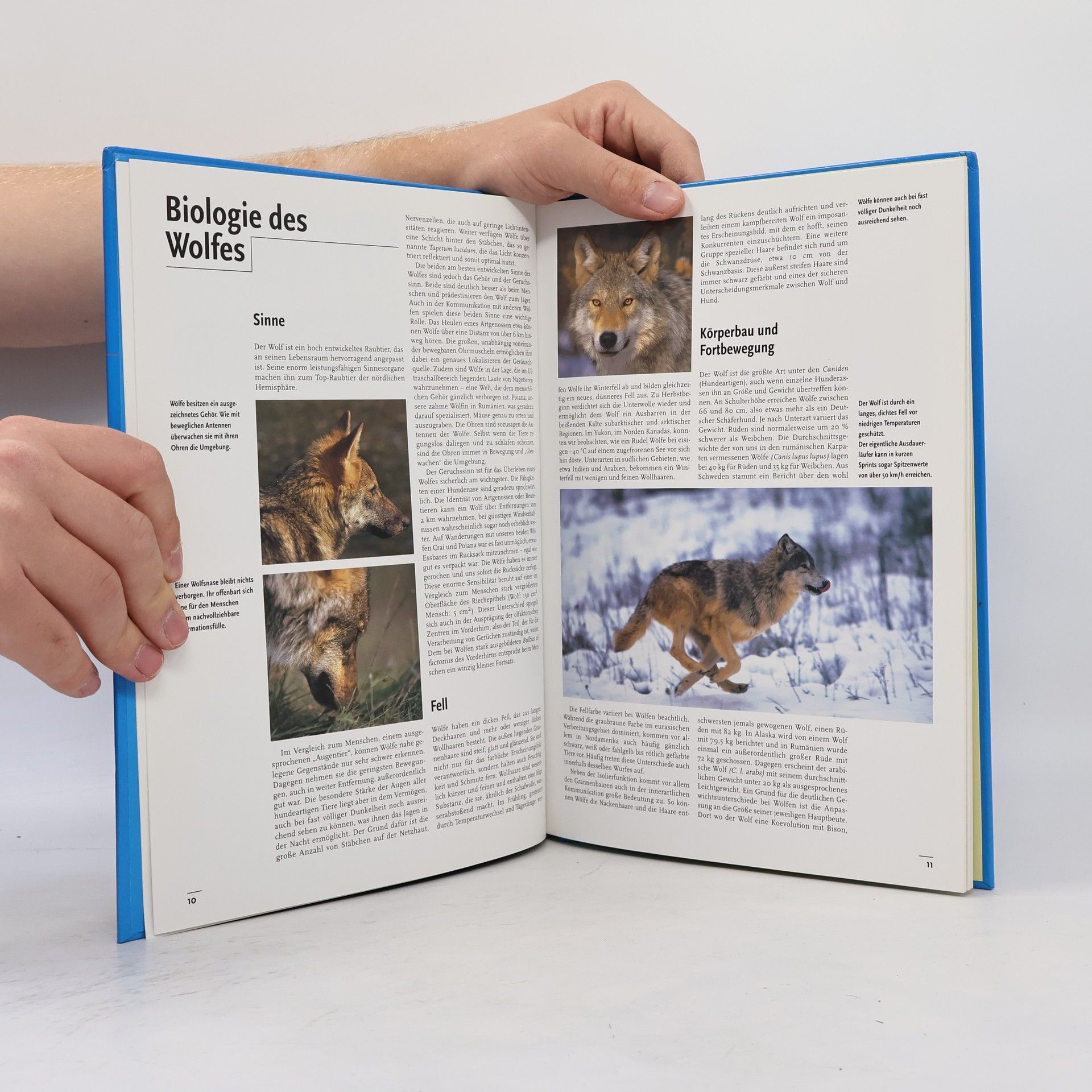 Autorenkollektiv Faszination Wolf