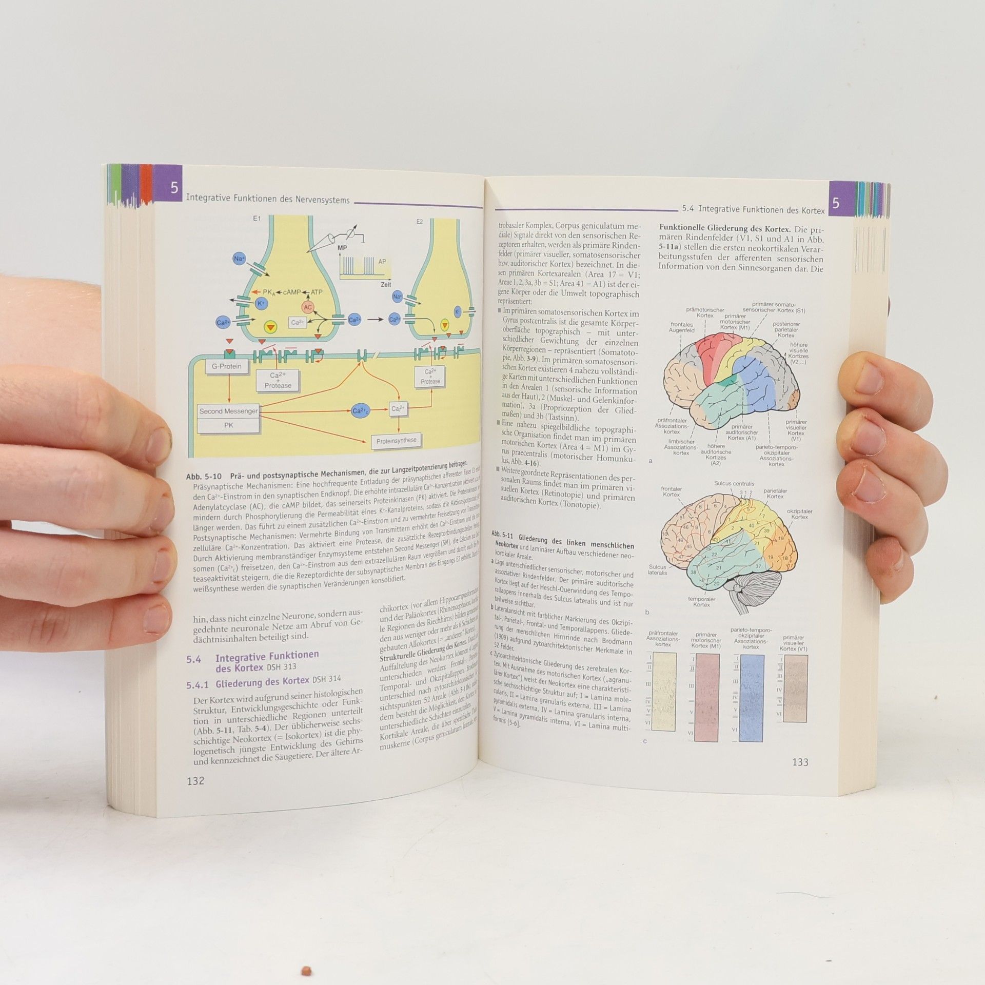 Autores varios Repetitorium Physiologie