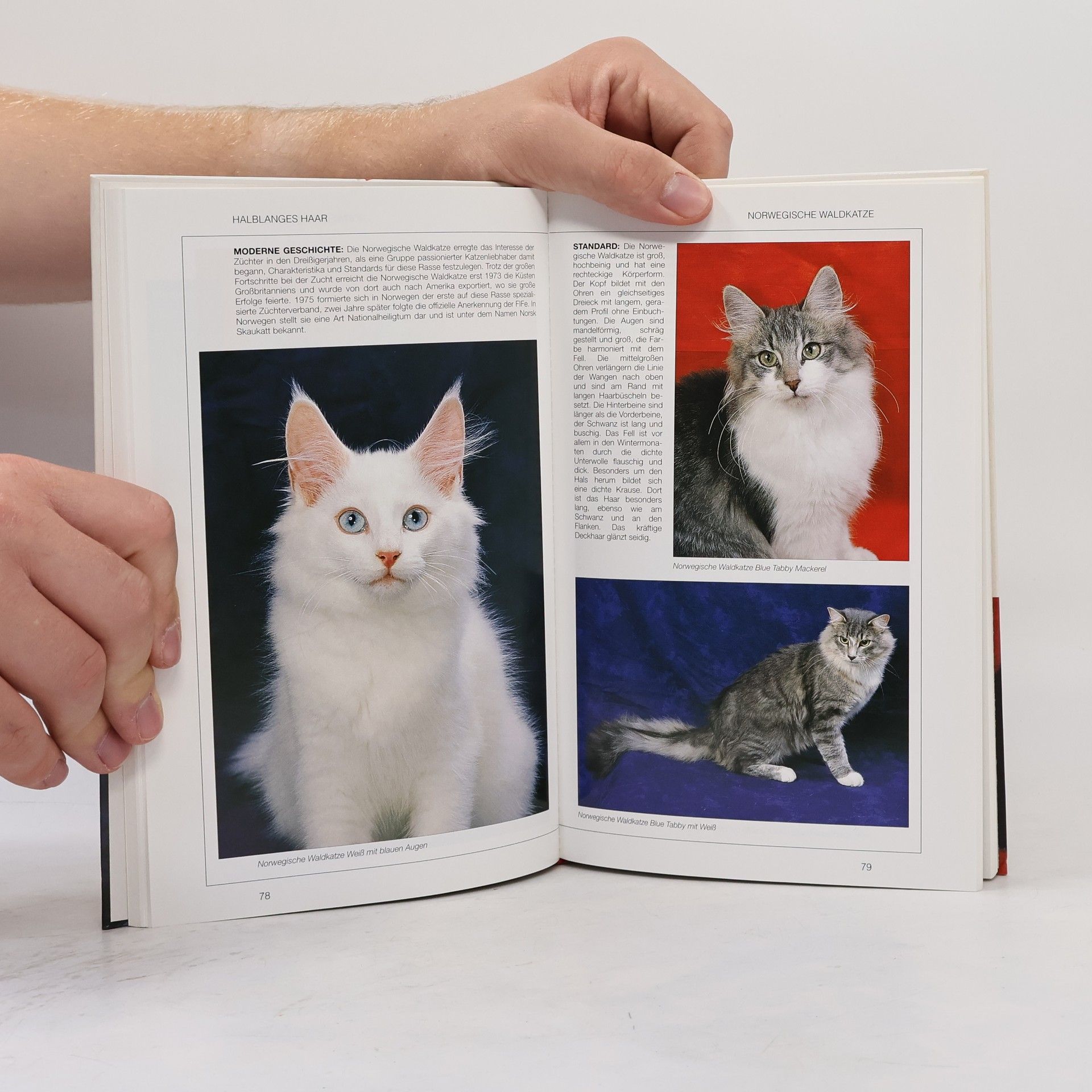 Various authors Katzen. Kennen lernen, Haltung, Pflege, Züchtung