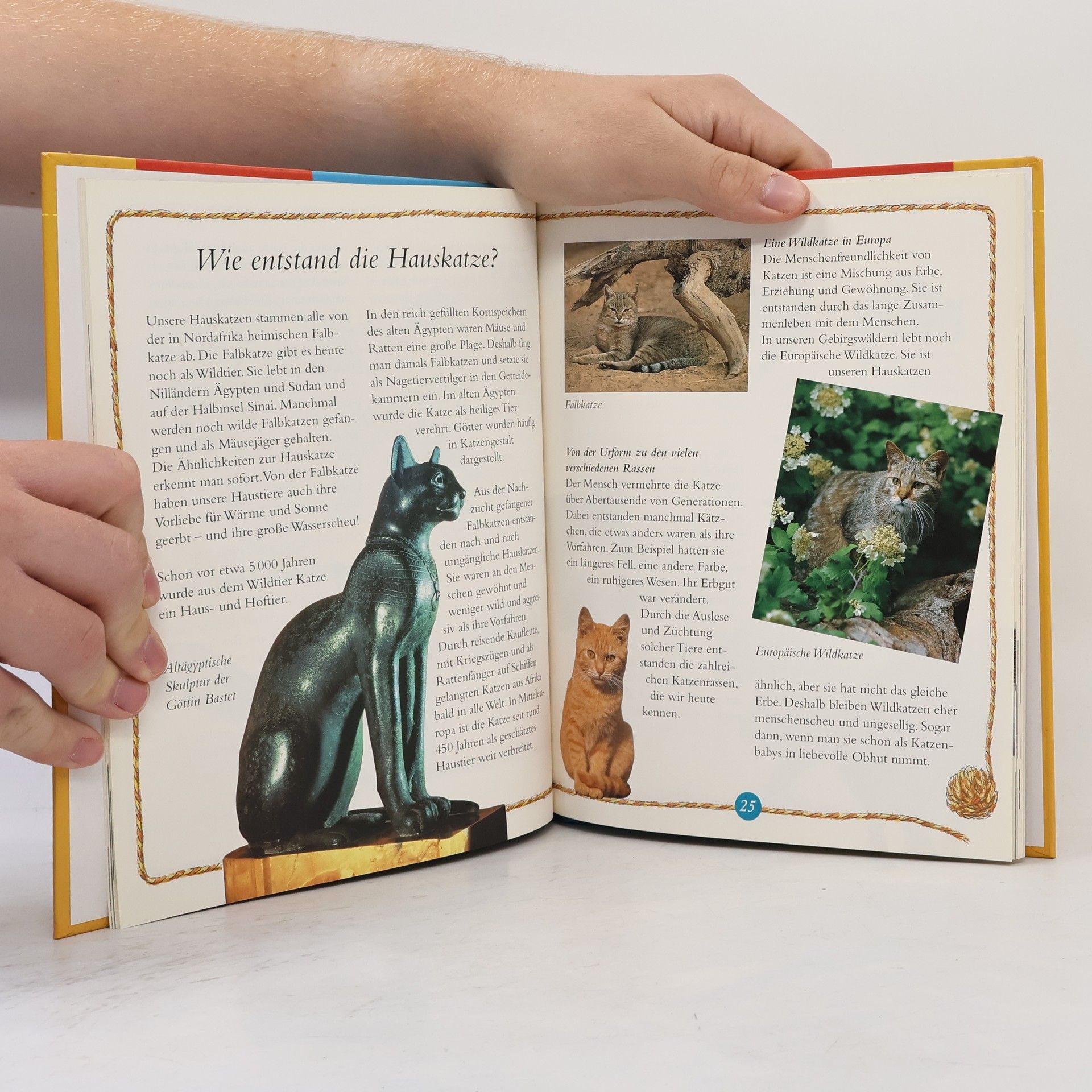 Rainer Stehr Mein Katzenbuch